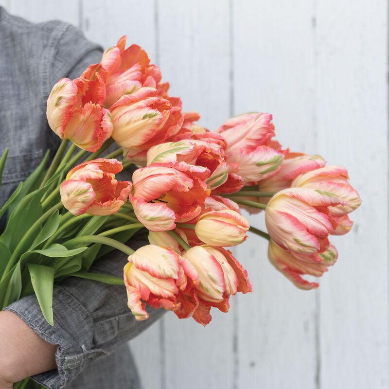 Apricot Parrot Tulip.jpg
