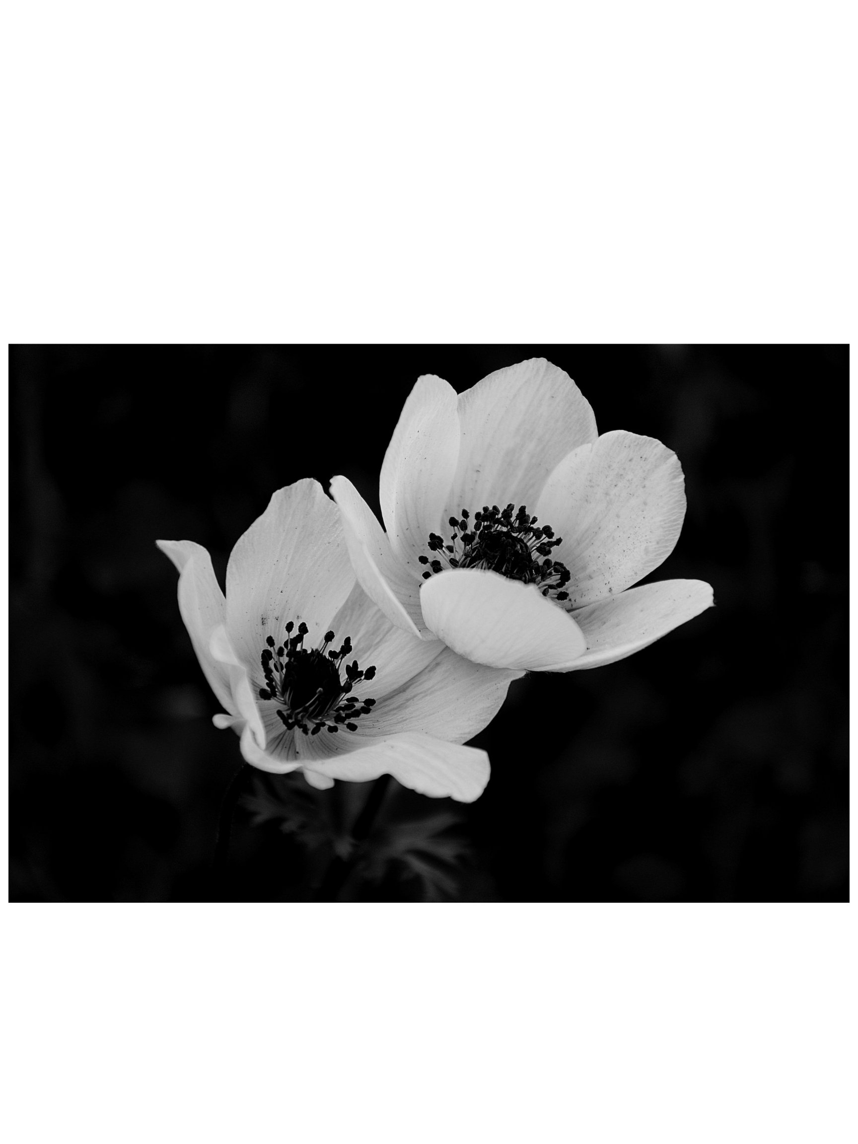 Black and white close-up photo of a flower with petals and dark stamens.
