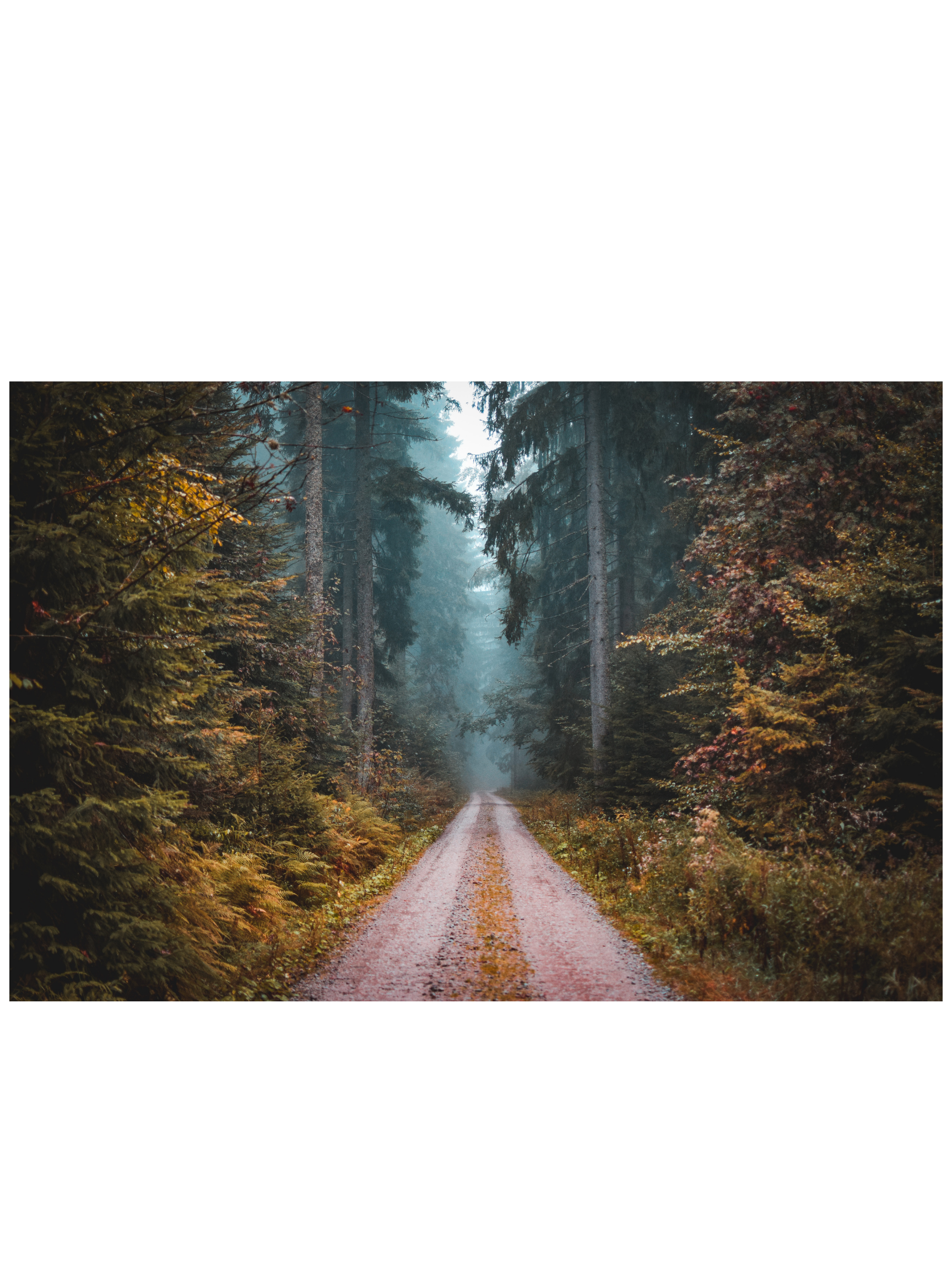 A dirt forest trail surrounded by coniferous and deciduous trees with autumn foliage, leading into a misty, dense forest.
