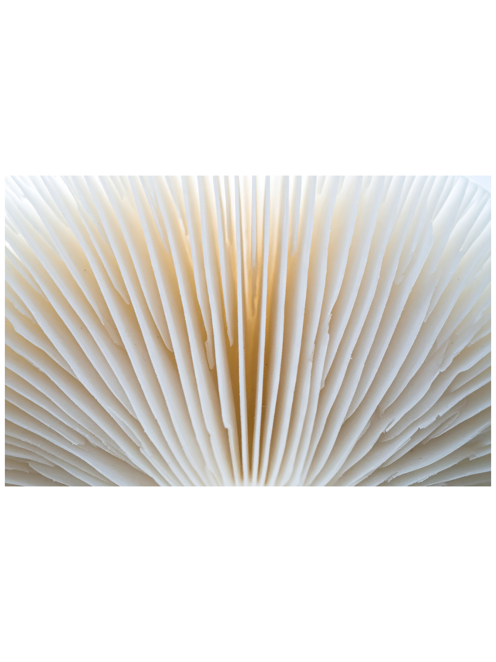 Close-up of the pages of an open book or notebook, showing the white, vertical ridges of the paper.