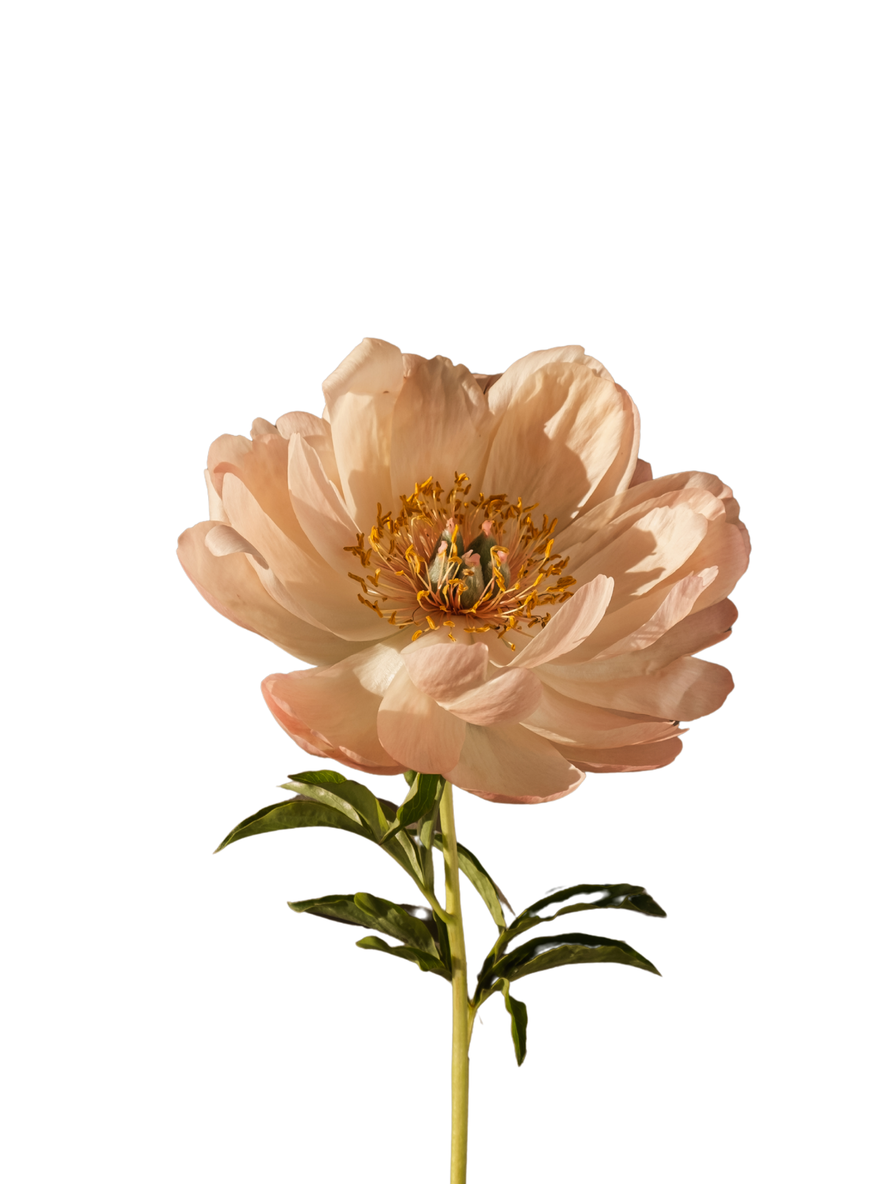 A pale pink peony flower with visible yellow stamens and green leaves on a green stem against a black background.