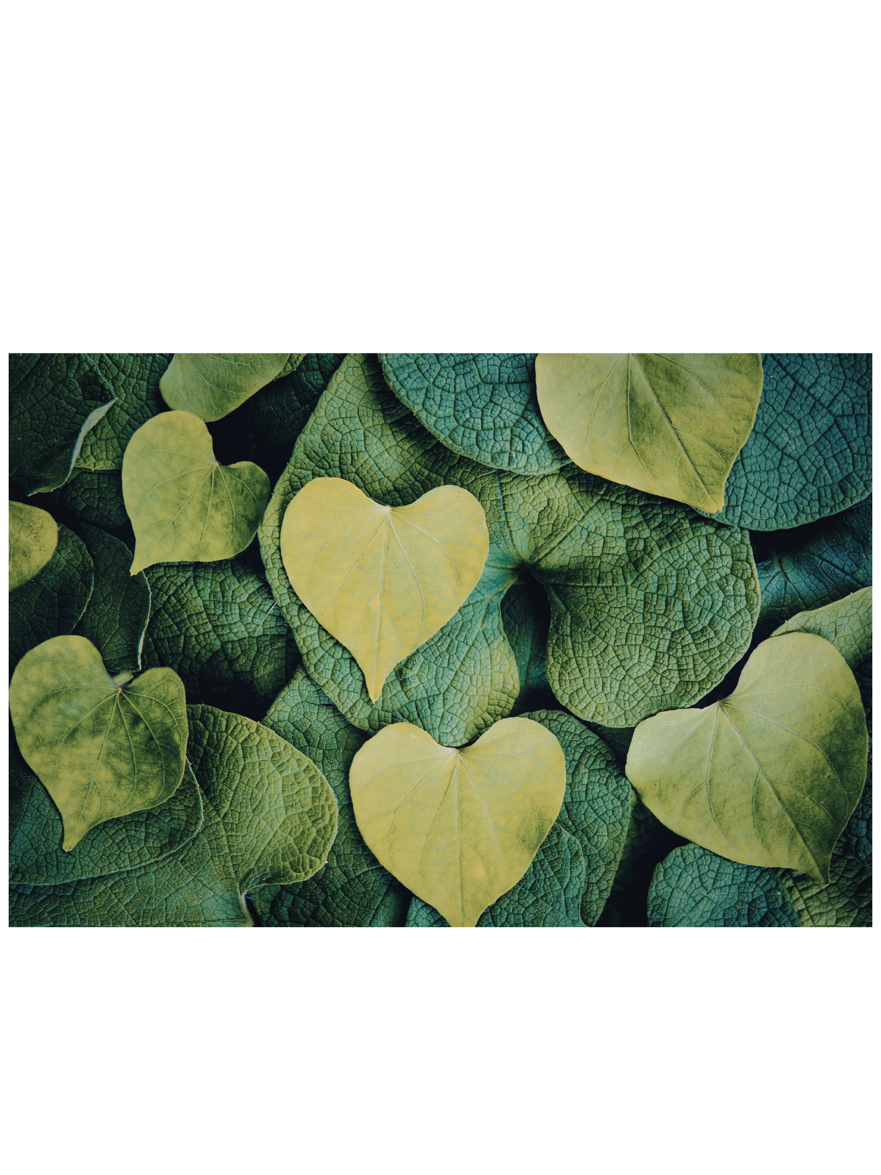 Close-up of green and yellow heart-shaped leaves overlapping each other.
