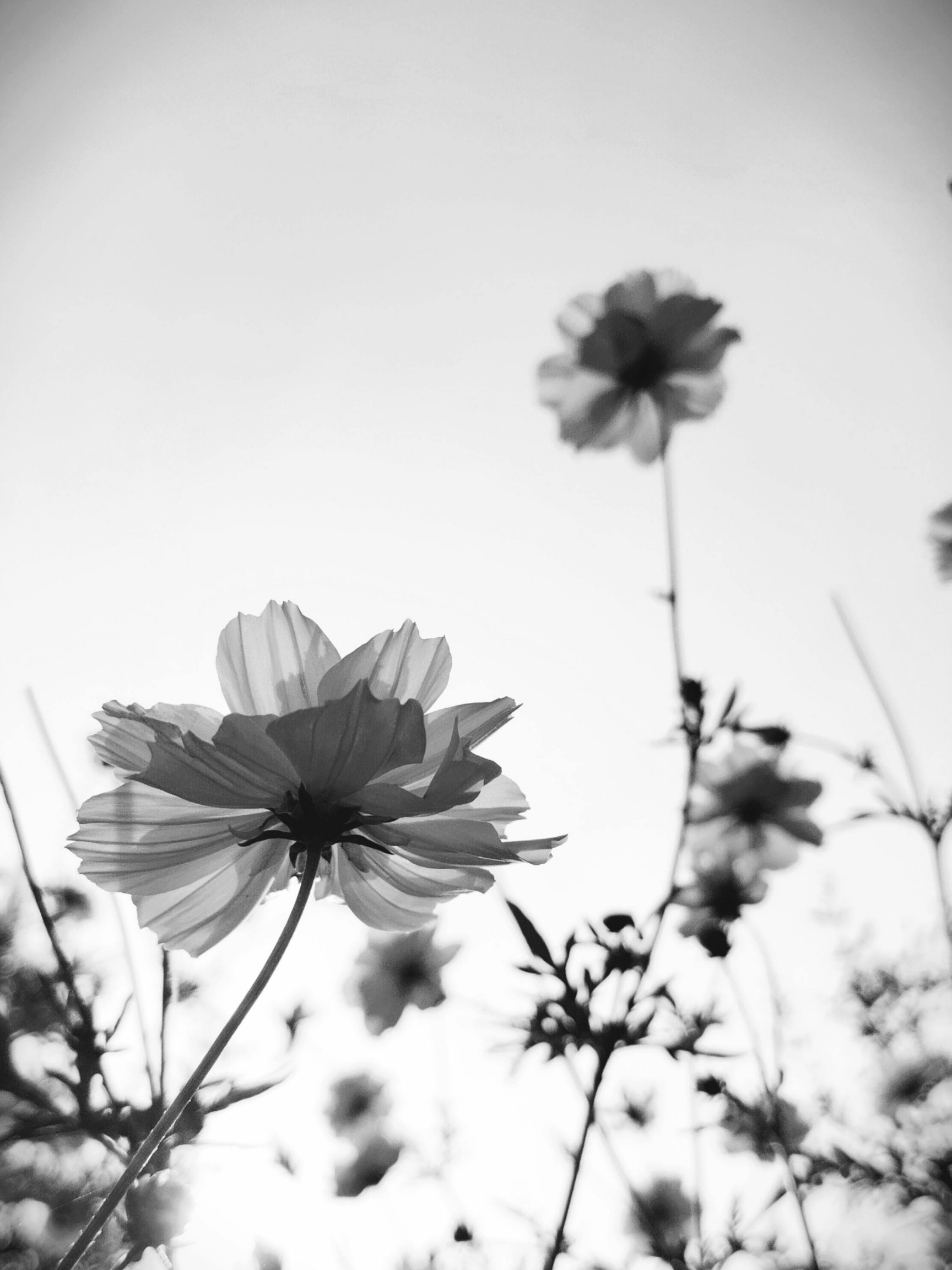 Black and white photo of flowers with some in sharp focus in the foreground and others blurred in the background against the sky.
