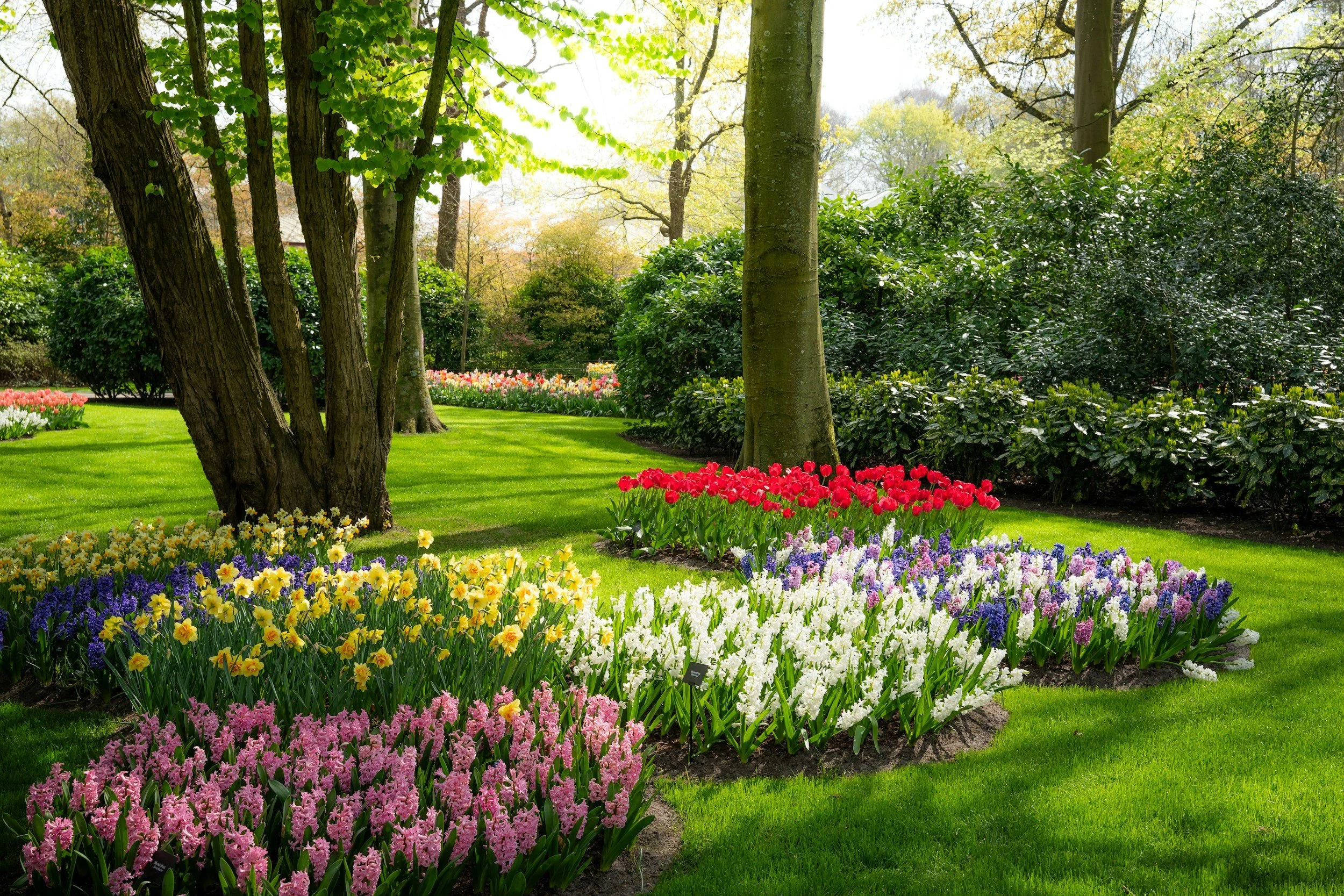 Colorful flower garden in a park with trees and lush green grass.