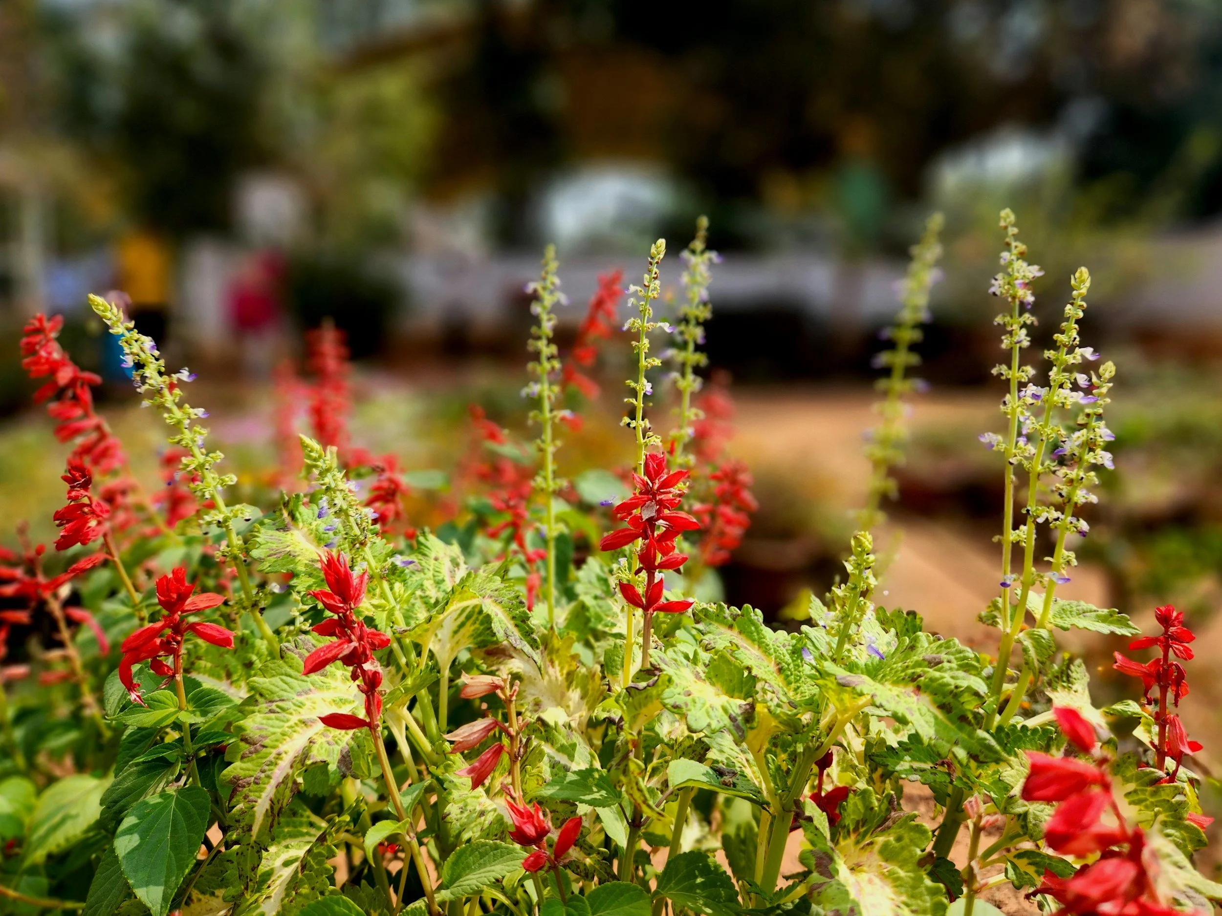 Close-up of colorful flowering plants with red and purple flowers in a garden.