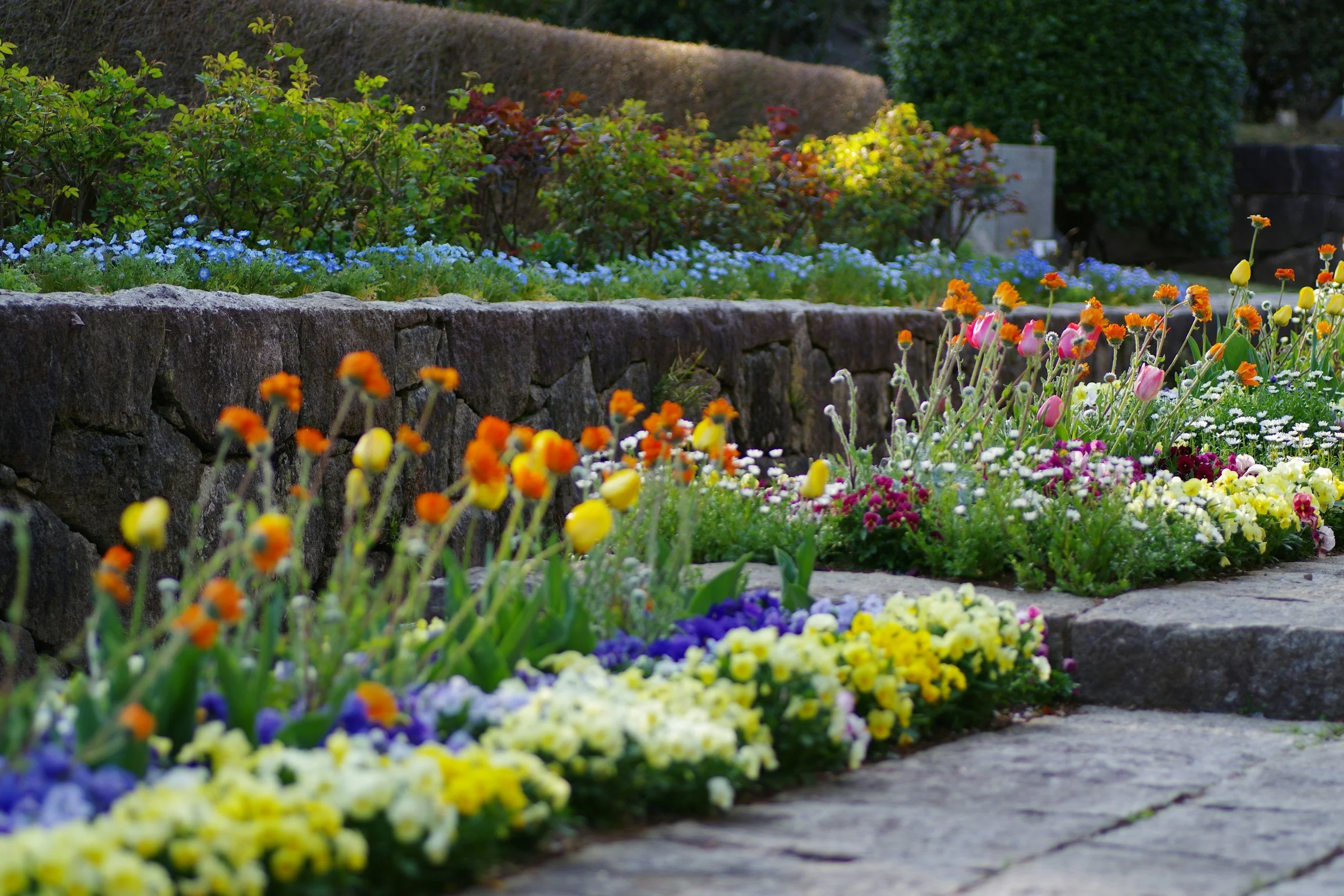 A colorful flower garden with a stone wall and neatly trimmed bushes in the background.
