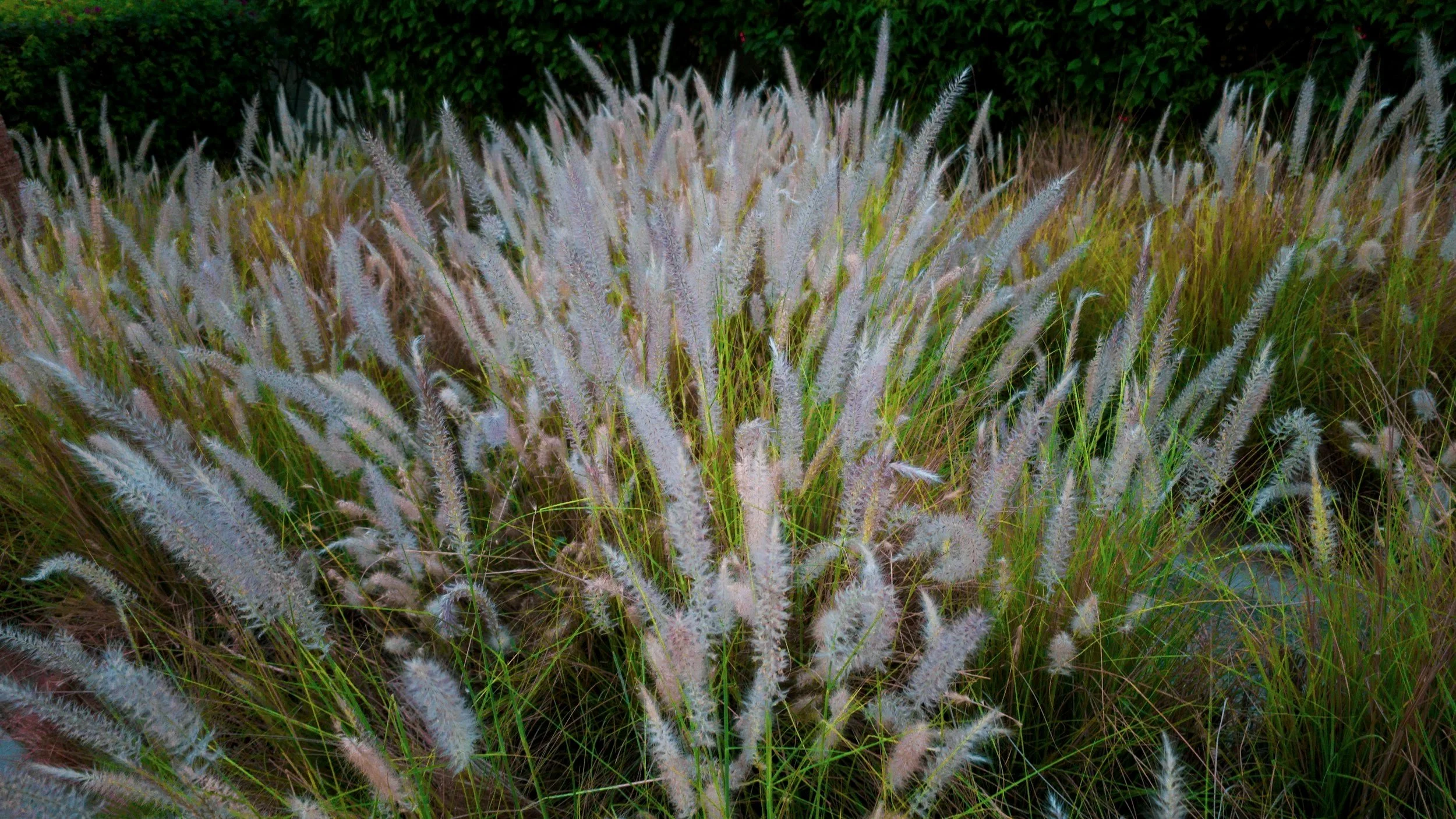 White and pink flowering grass with green leaves and dark background.