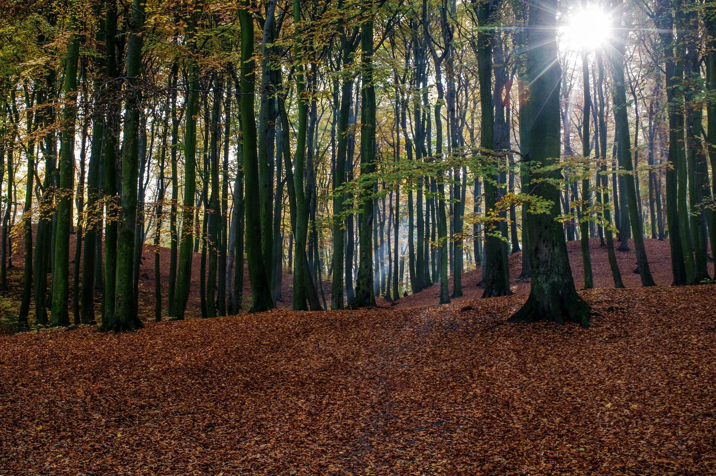 PTSD &amp; CPTSD – What’s the difference and does it matter? (November 2021)