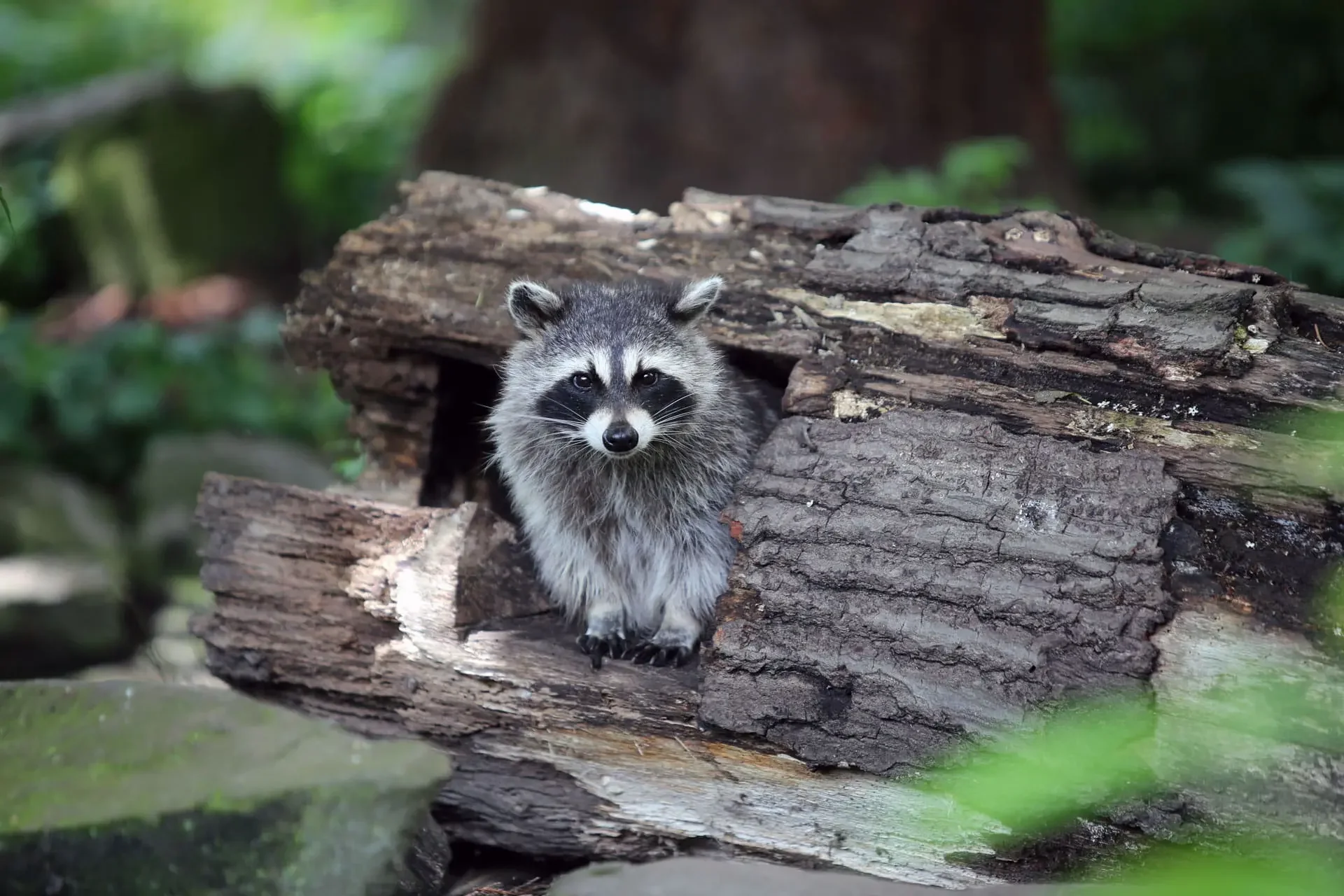 Michiana Wildlife Removal