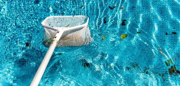 Pool skimmer net in swimming pool with leaves and debris in the water.