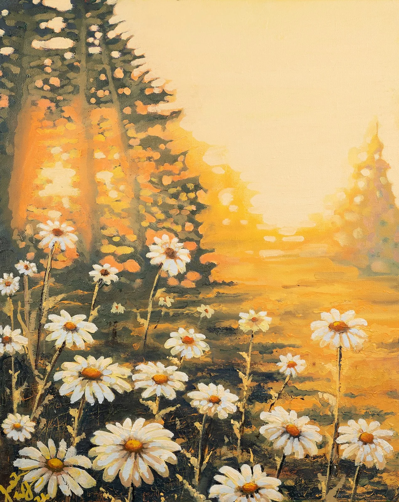 Sunset Daisies