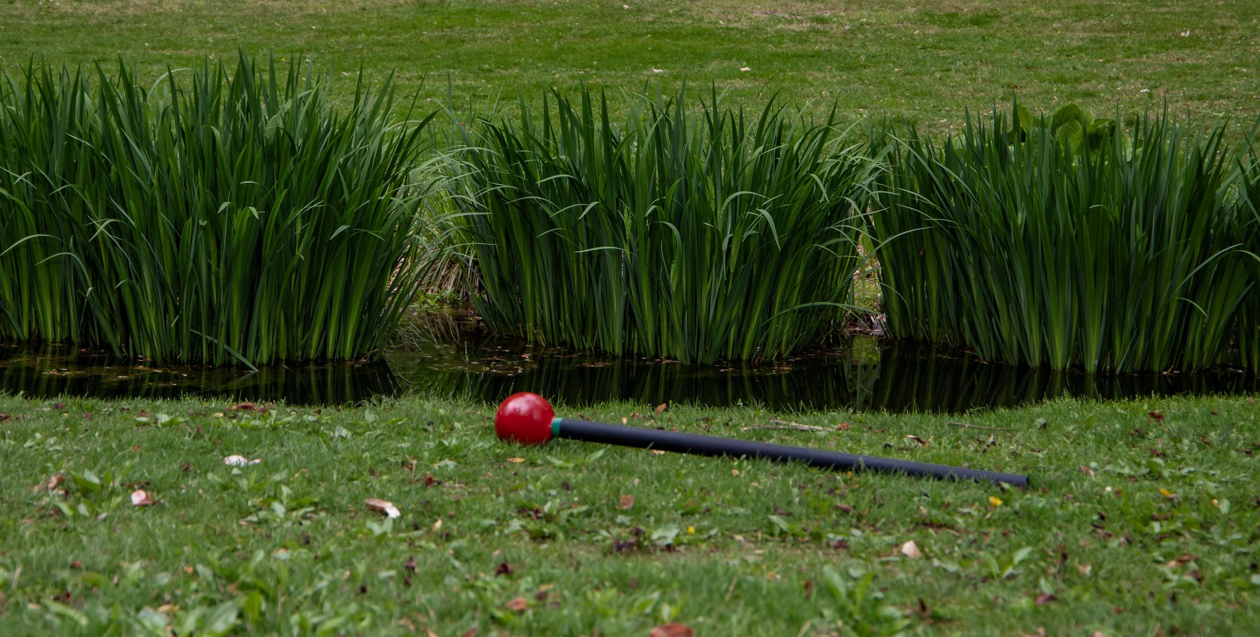 Red Mace by Water very pretty.JPG