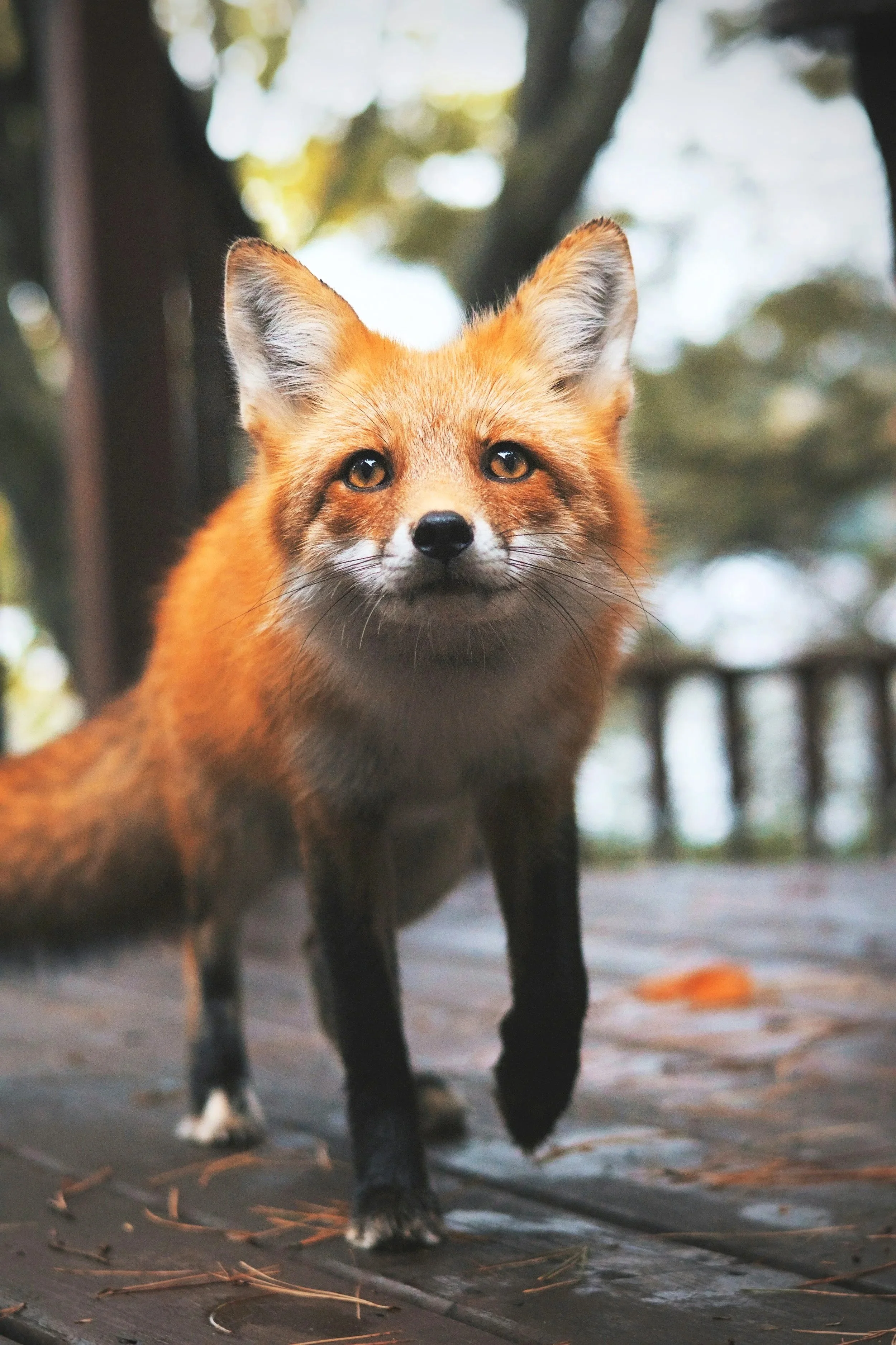 Fox Offices - Fox