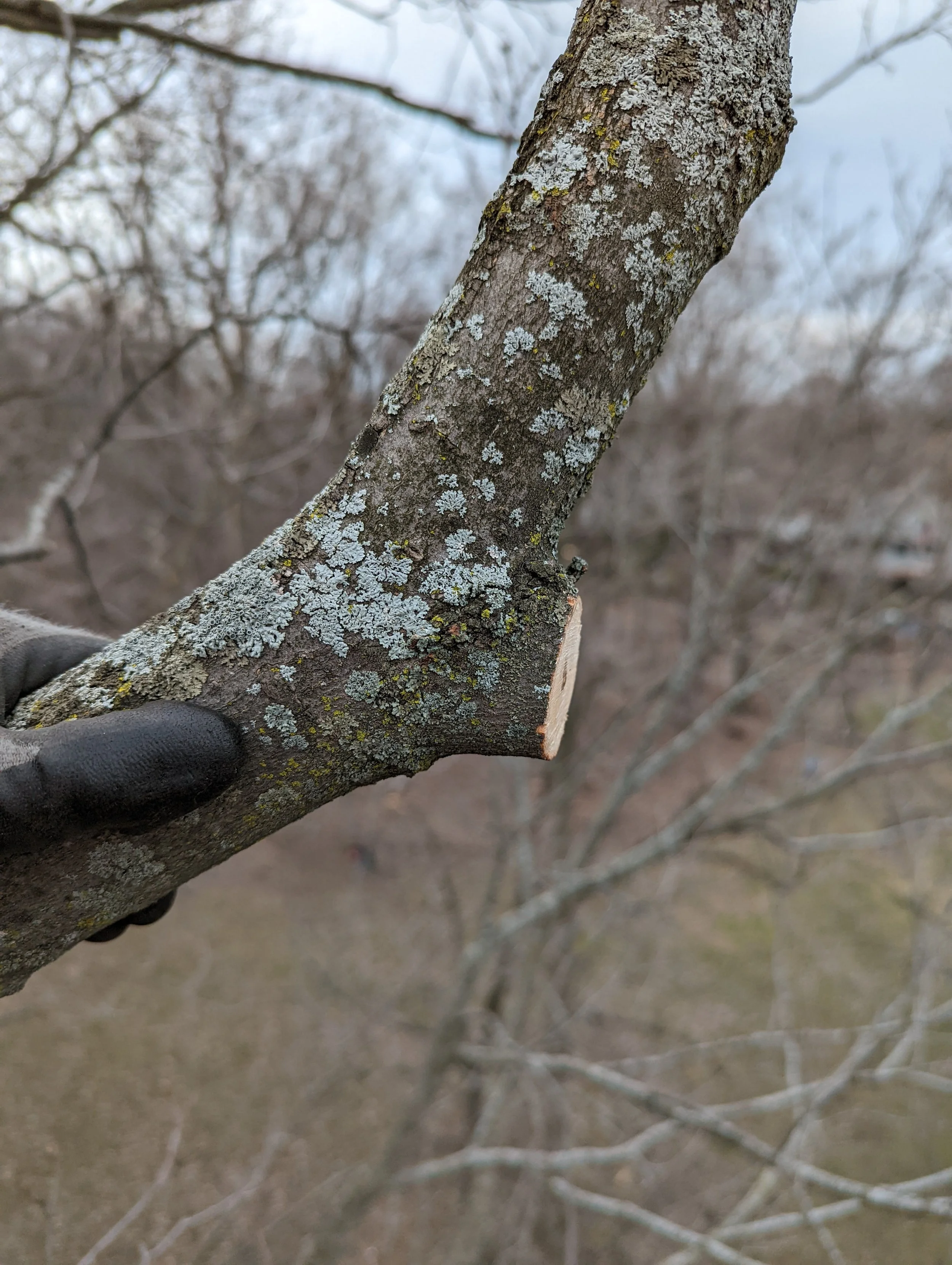 Présentation d'une coupe qui va pas affecter la santé de l'arbre à l'ascension