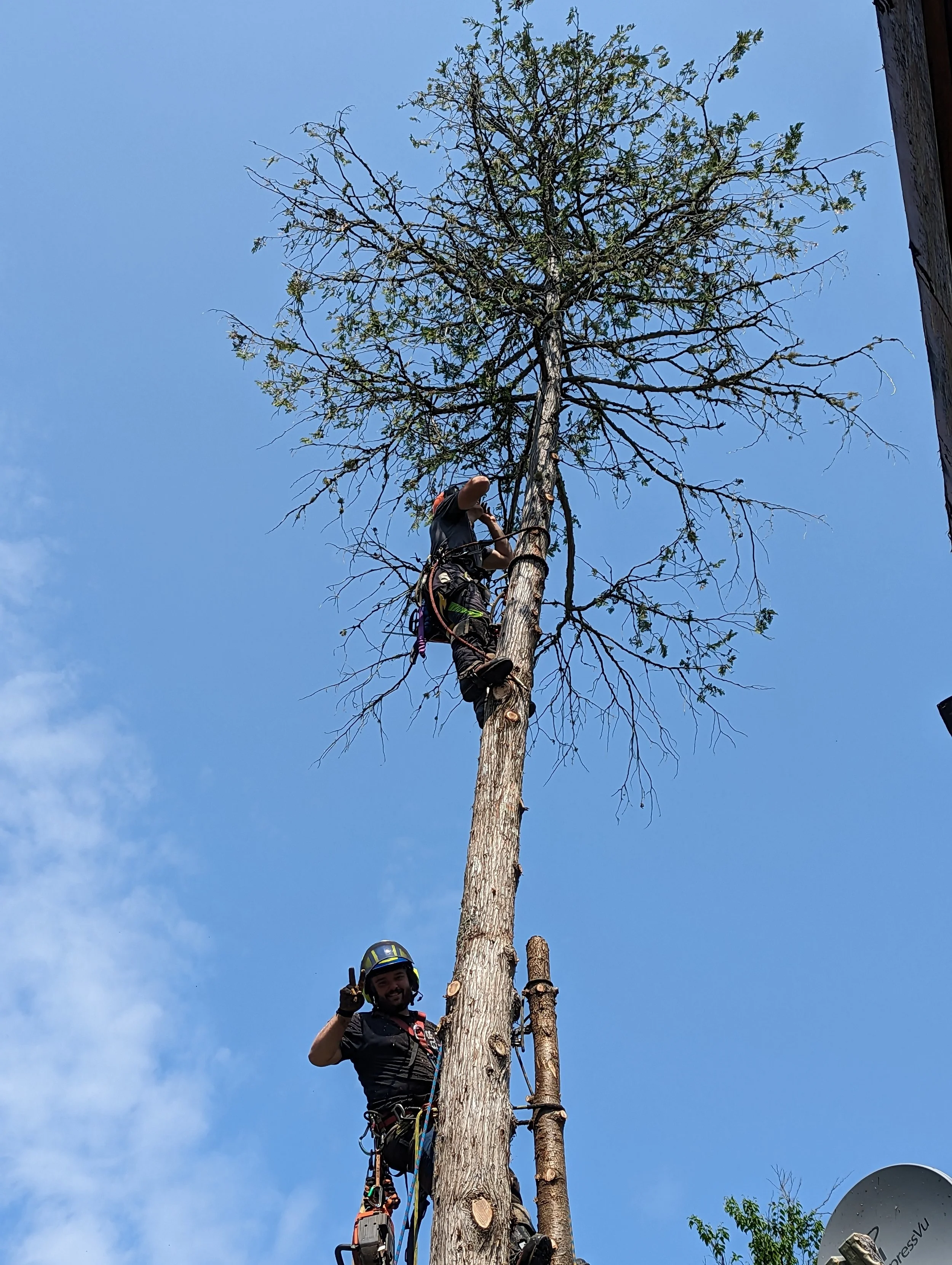Abattage d'arbres en dépérissement à proximité de la maison au grand lac nominingue