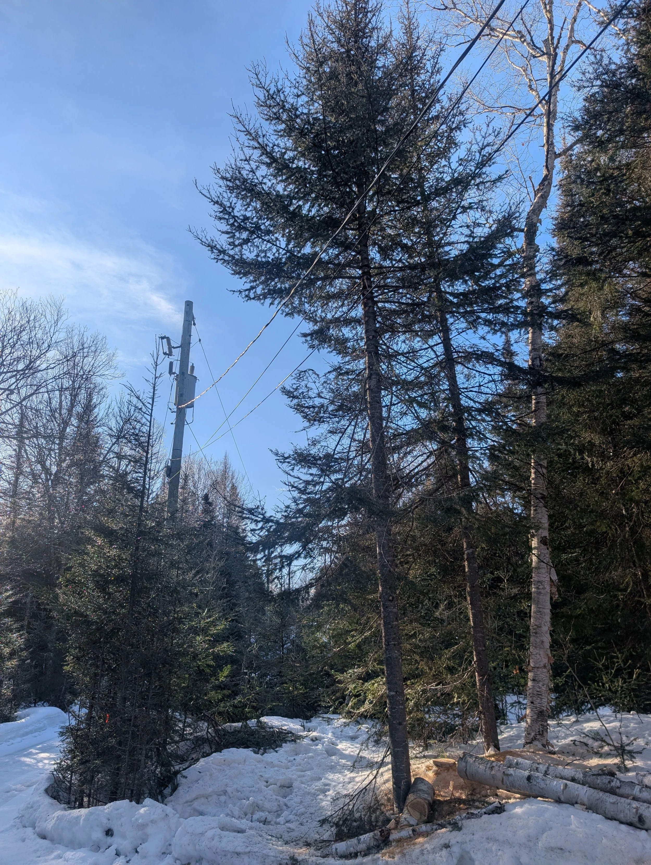 Élagage et émodage d'arbres pour dégager les fils électriques d'une maison à La Conception