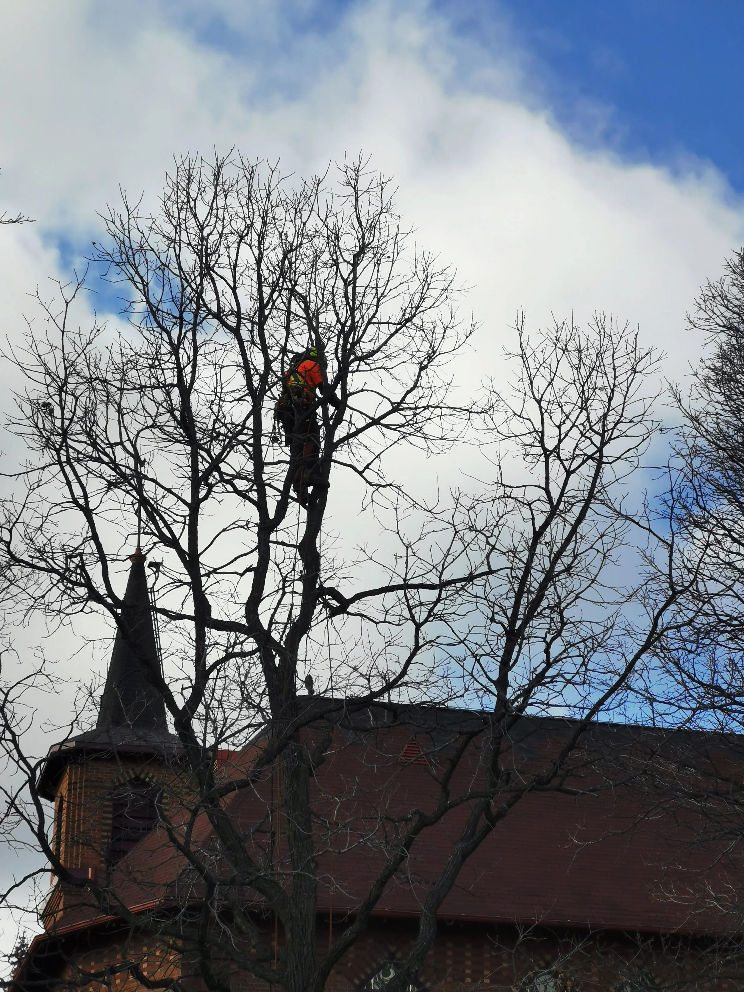 Élagage et émondage d'un arbre pour dégager le bâtiment à Sainte-Véronique