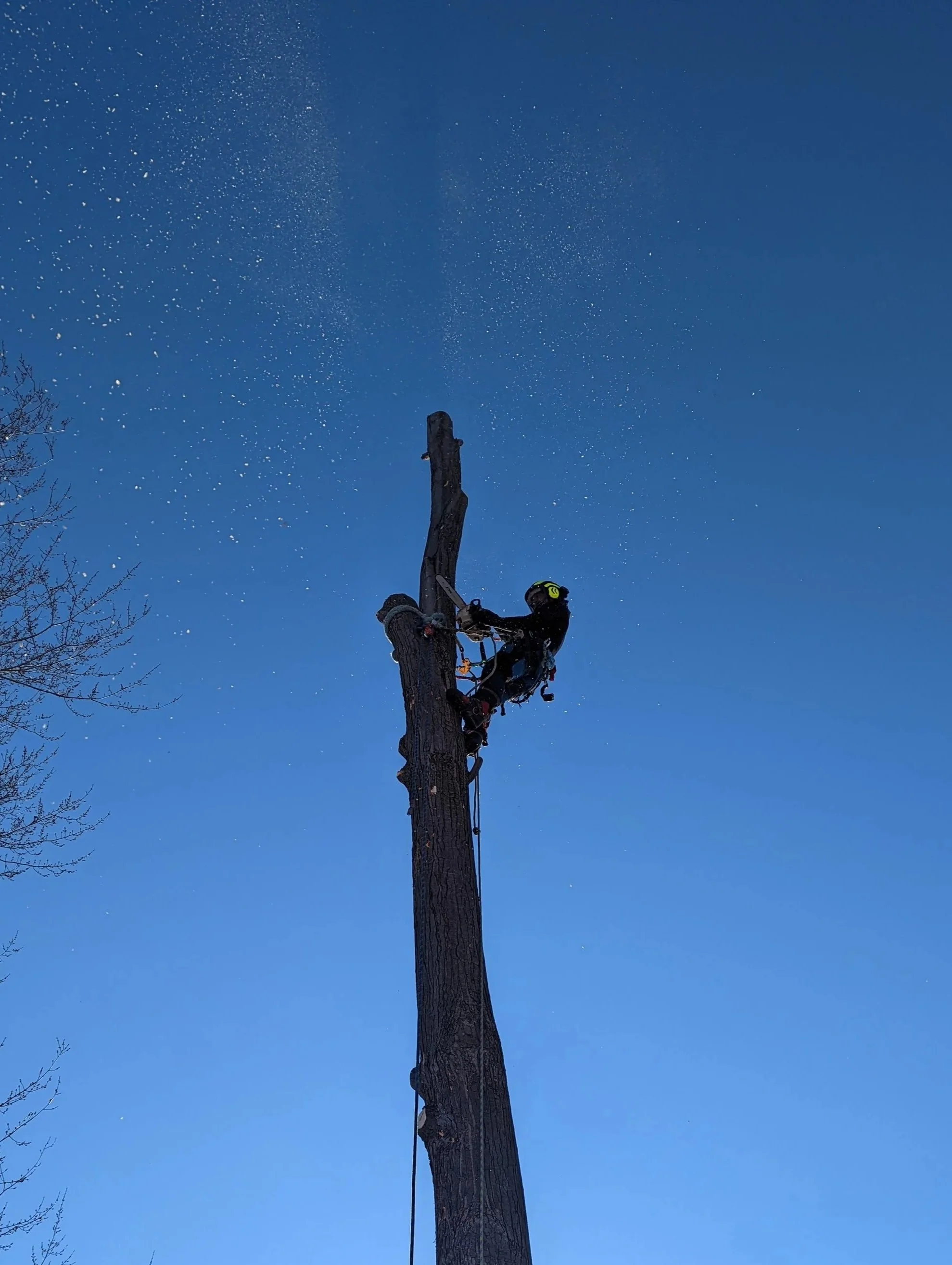 Abattage d'arbre dans une cours arrière à proximité de bâtiment à Mont-Tremblant