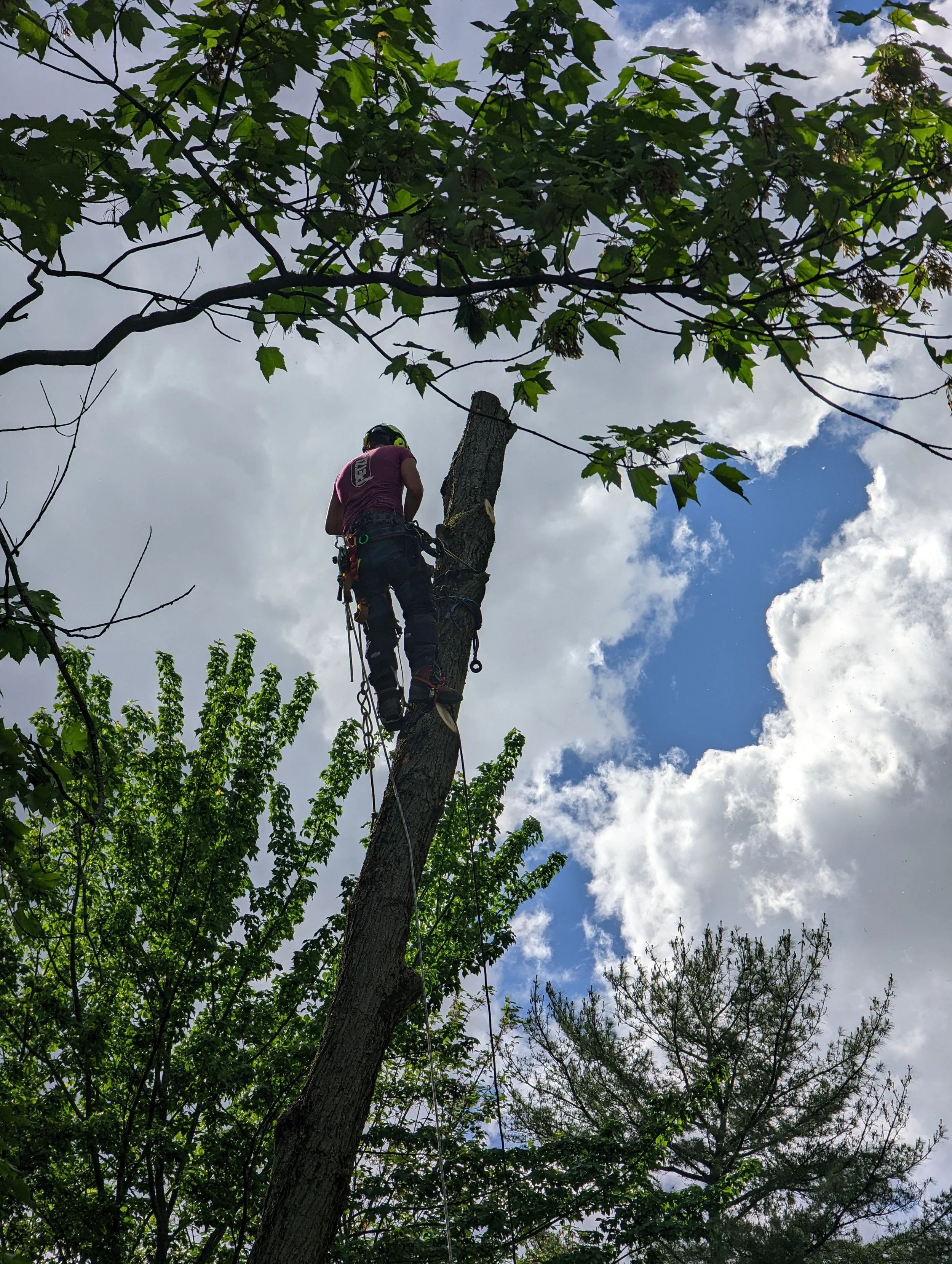 Abattage d'arbre à proximiter d'un bâtiment à Labelle