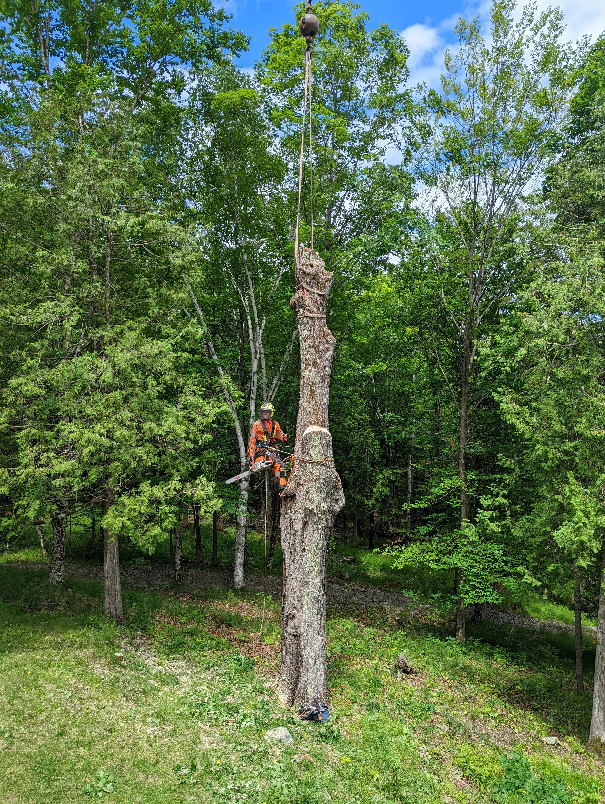 Abattage d'arbre dépérissent avec une grue au Lac Tremblant
