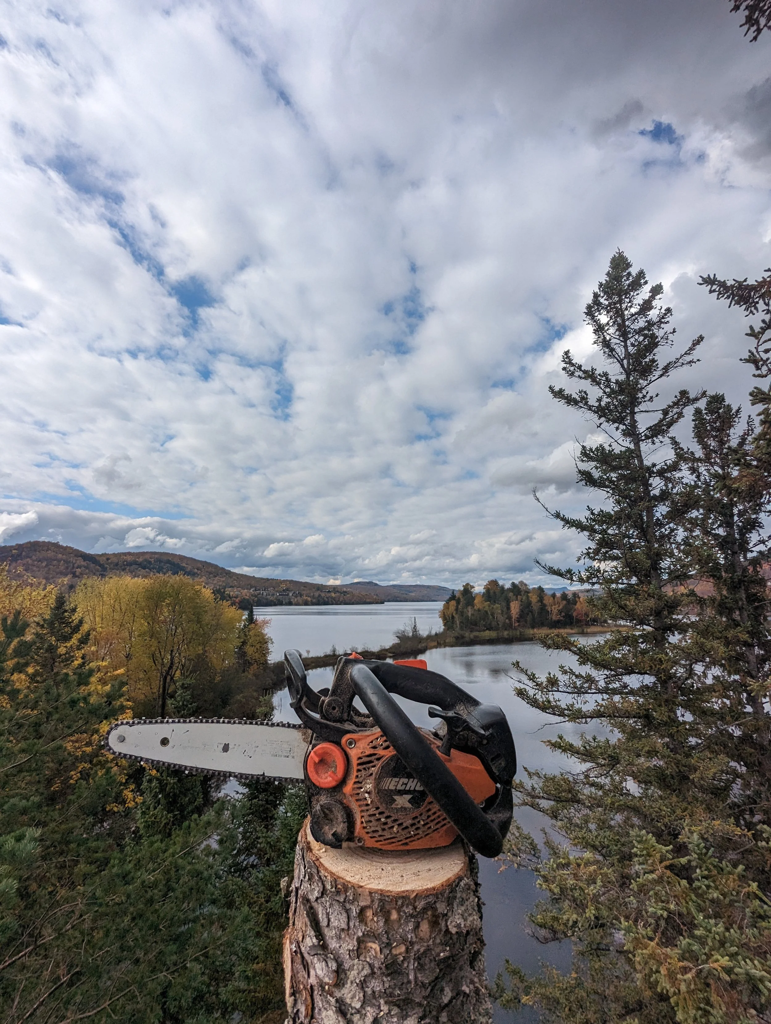 Abattage d'une épinette atteinte de la tordeuse des bourgeons de l'épinette à Mont-Tremblant