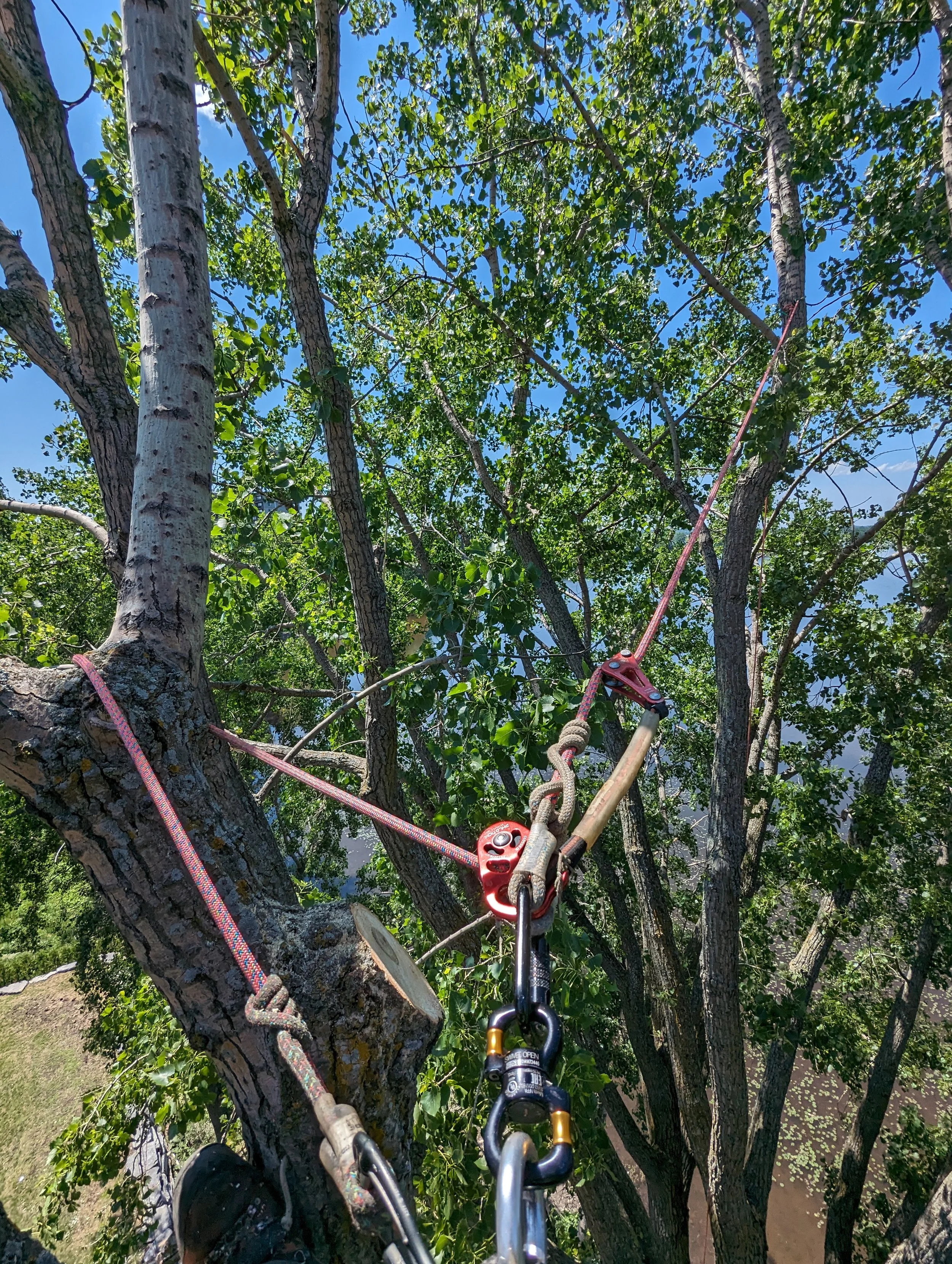 Élagage et émondage d'un arbre brisé par le verglas à Rivière-Rouge