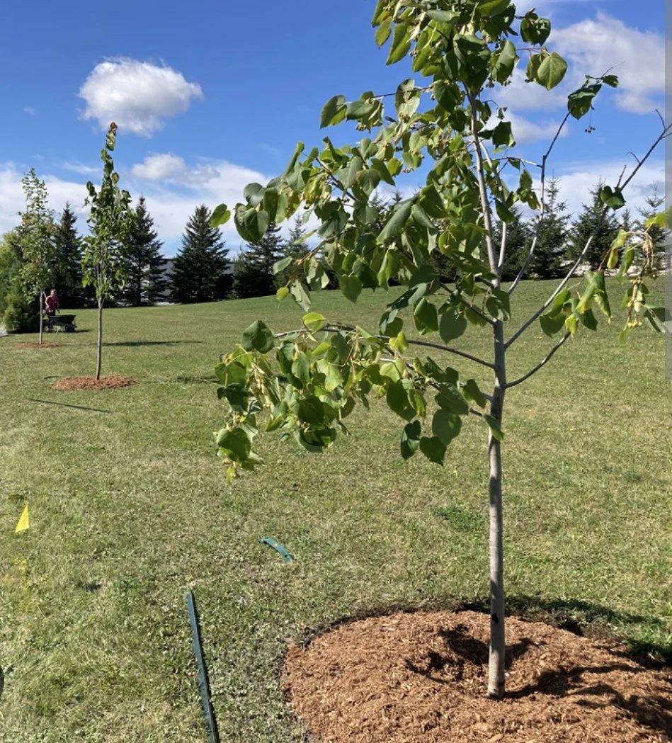 Plantation d'arbres dans un parc dans les Laurentides