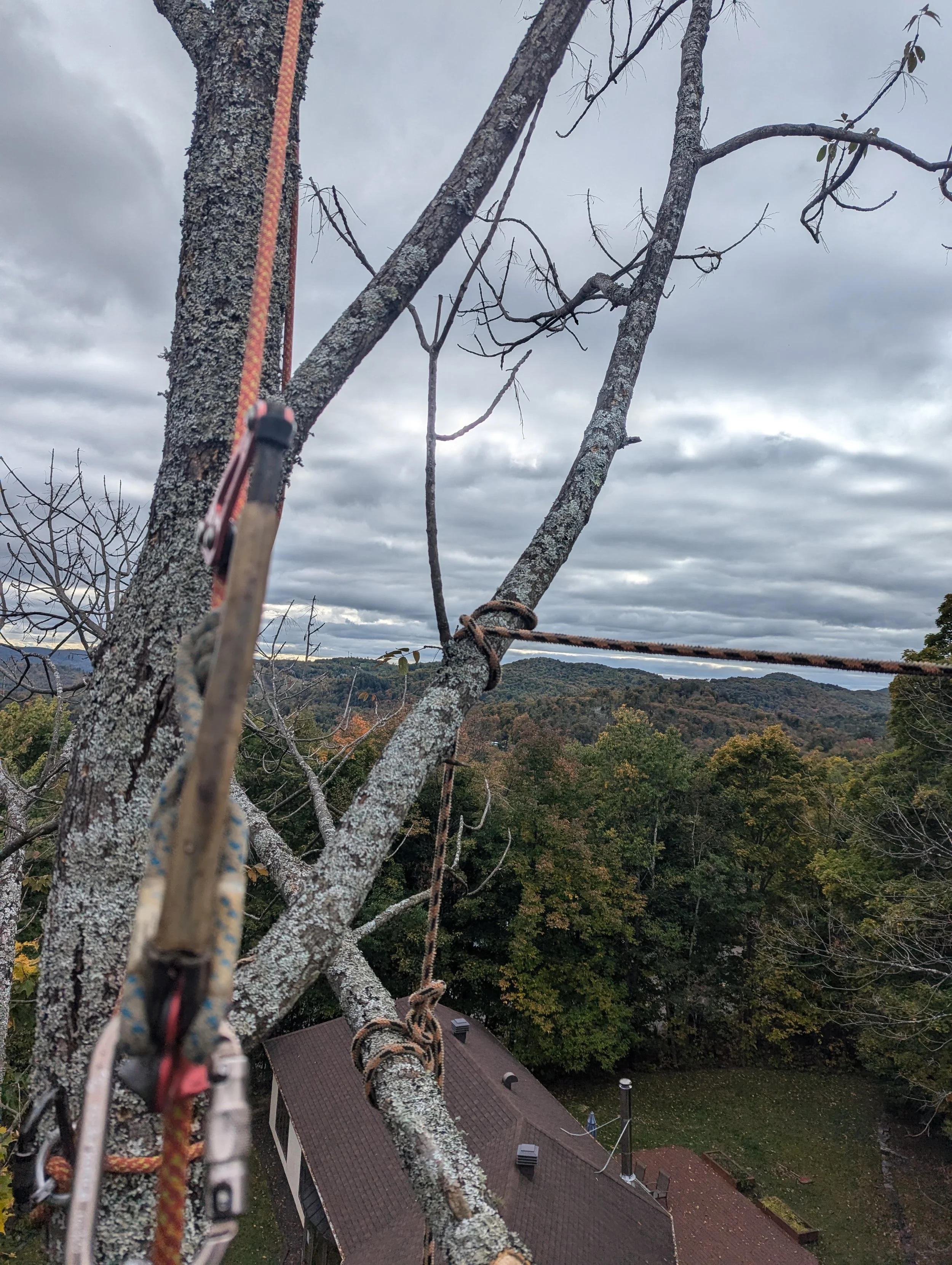 Élagage et émondage de branches mortes au dessus de la maison à Saint-Sauveur