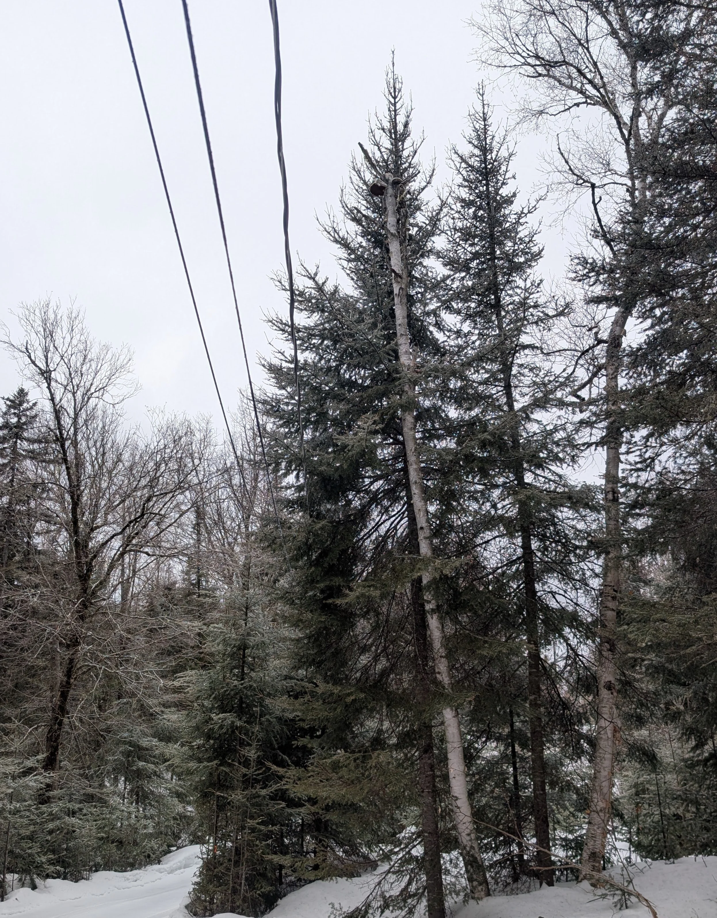 Arbre avant de recevoir l'élagage et émondage nécessaire pour dégager les fils électrique à La Conception
