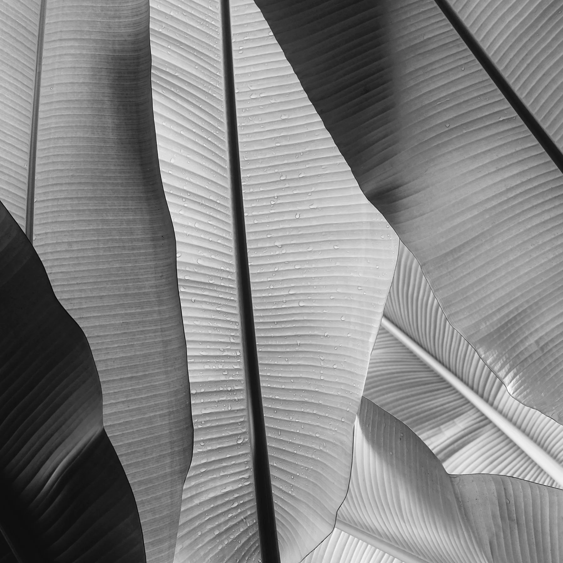 Close-up of large, overlapping tropical leaves with water droplets, in black and white.