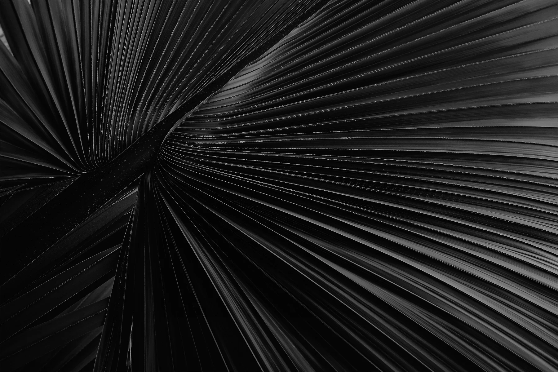 Close-up black and white image of a palm leaf with detailed veins and texture.