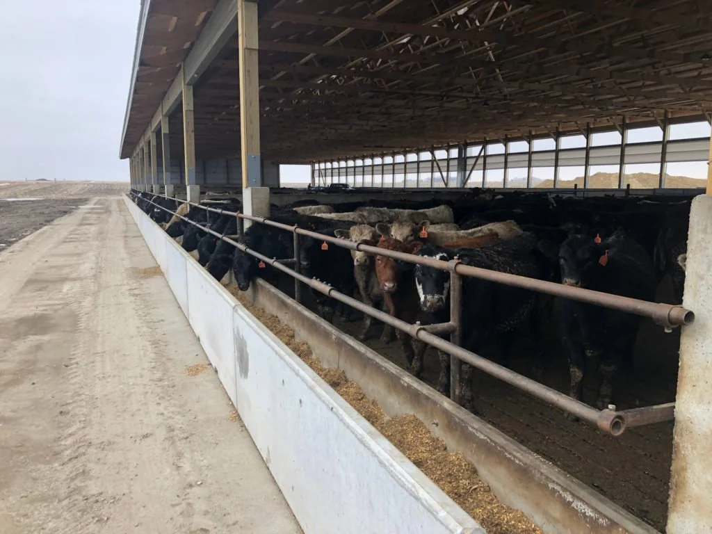 cattle-barns-4-8-1024x768.jpg