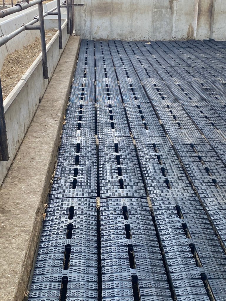 premium-cattle-rubber-5-768x1024.jpg