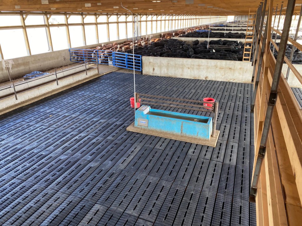 premium-cattle-rubber-6-1024x768.jpg
