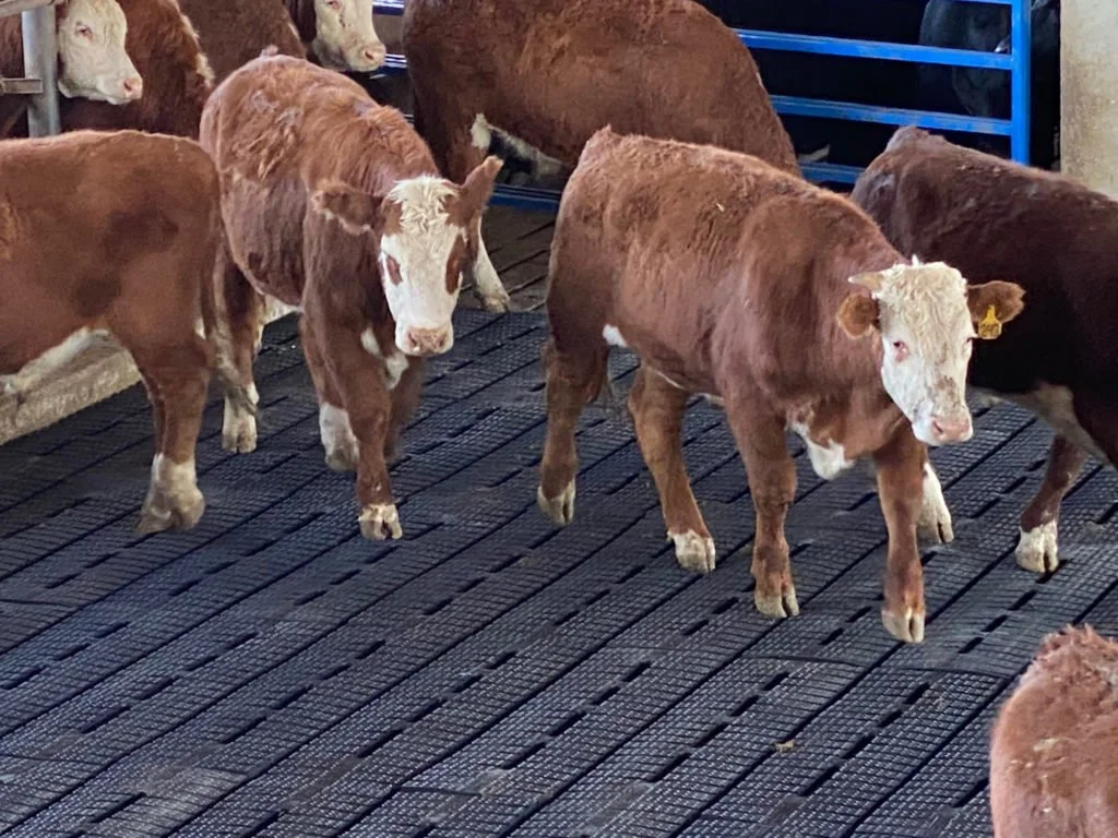 premium-cattle-rubber-7-1024x768.jpg