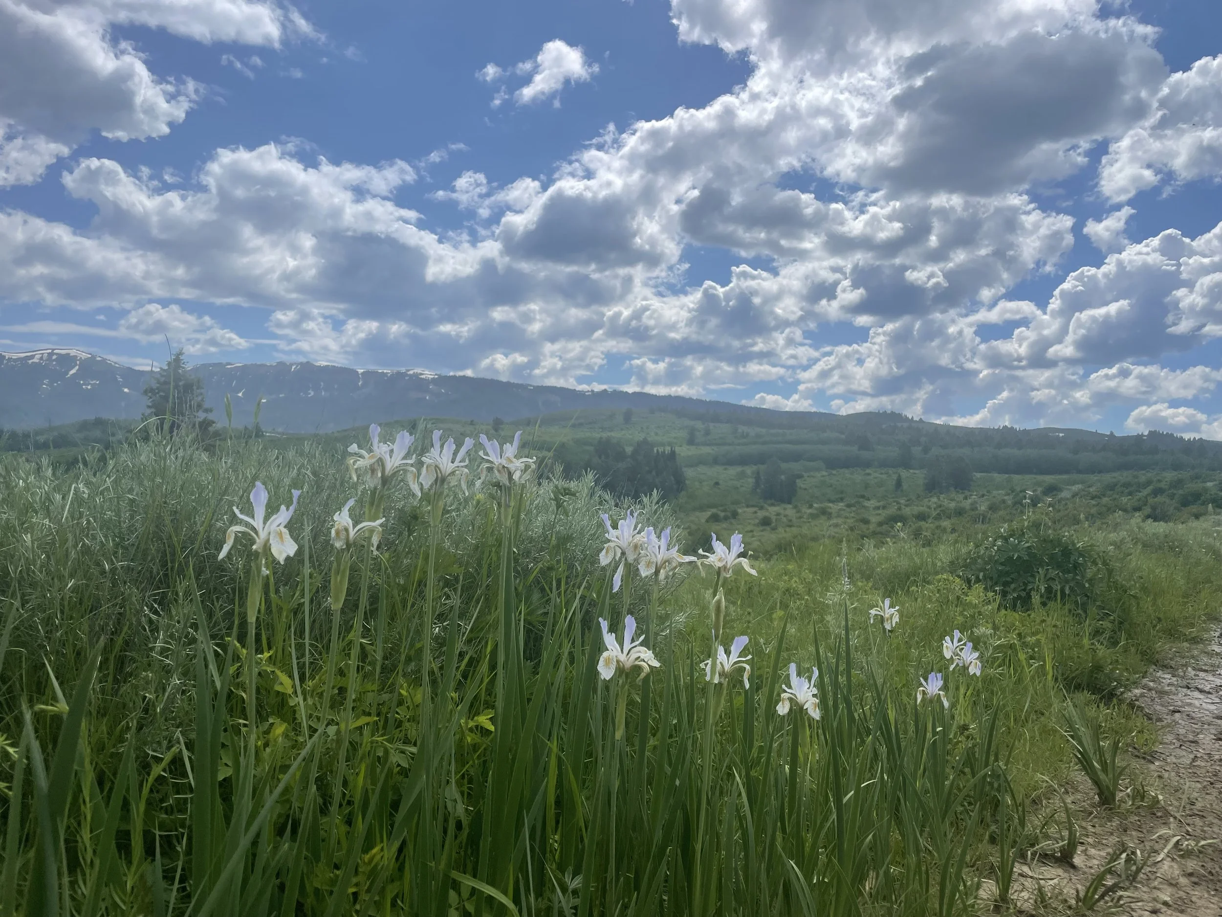 A scenic landscape showing a lush green meadow filled with white irises, a dirt path running through the meadow, distant hills with patches of snow, and a bright blue sky with scattered white clouds.