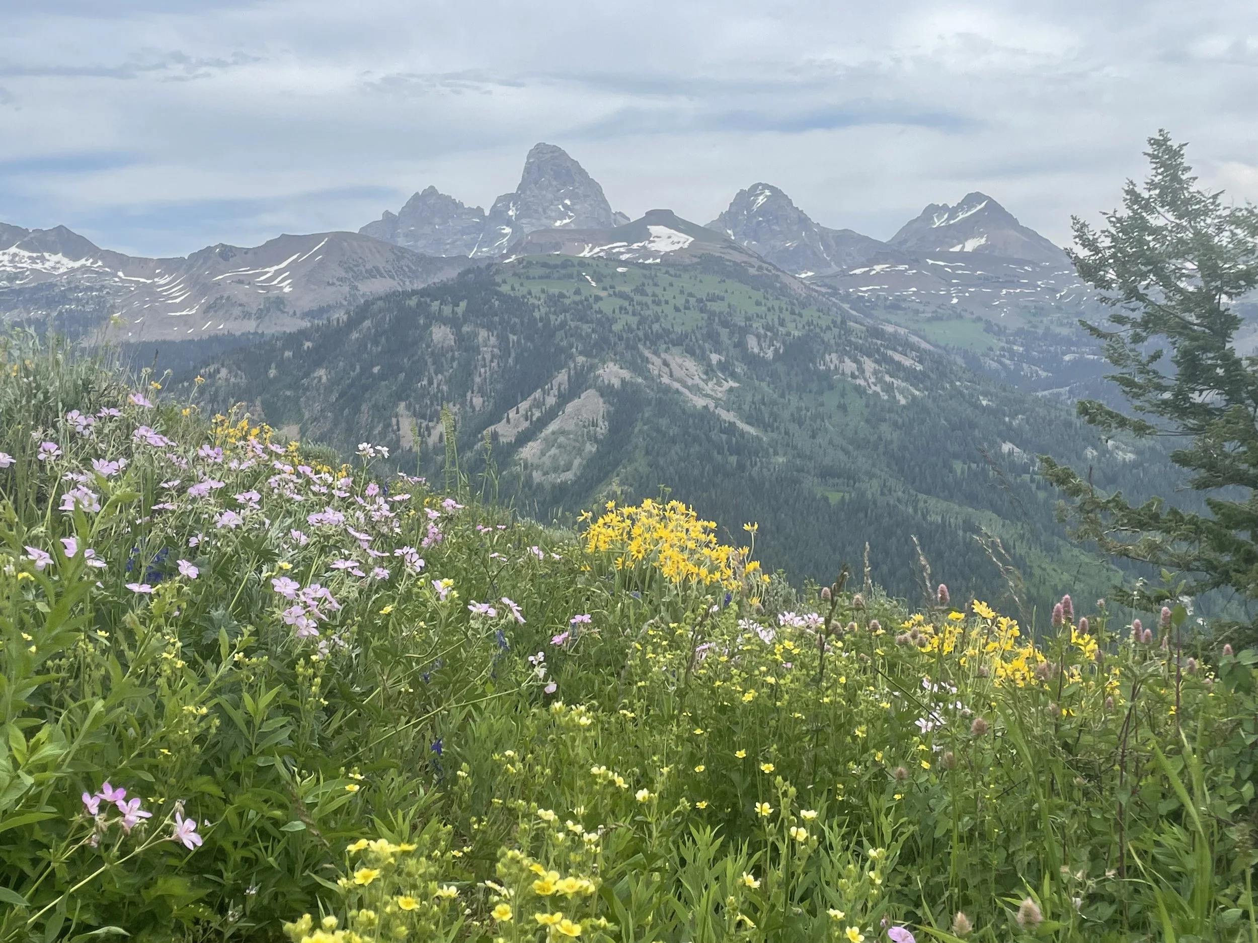 A scenic view of a mountain range with snow patches, green hills, and a foreground of colorful wildflowers, including purple, yellow, and pink blooms, under a cloudy sky.