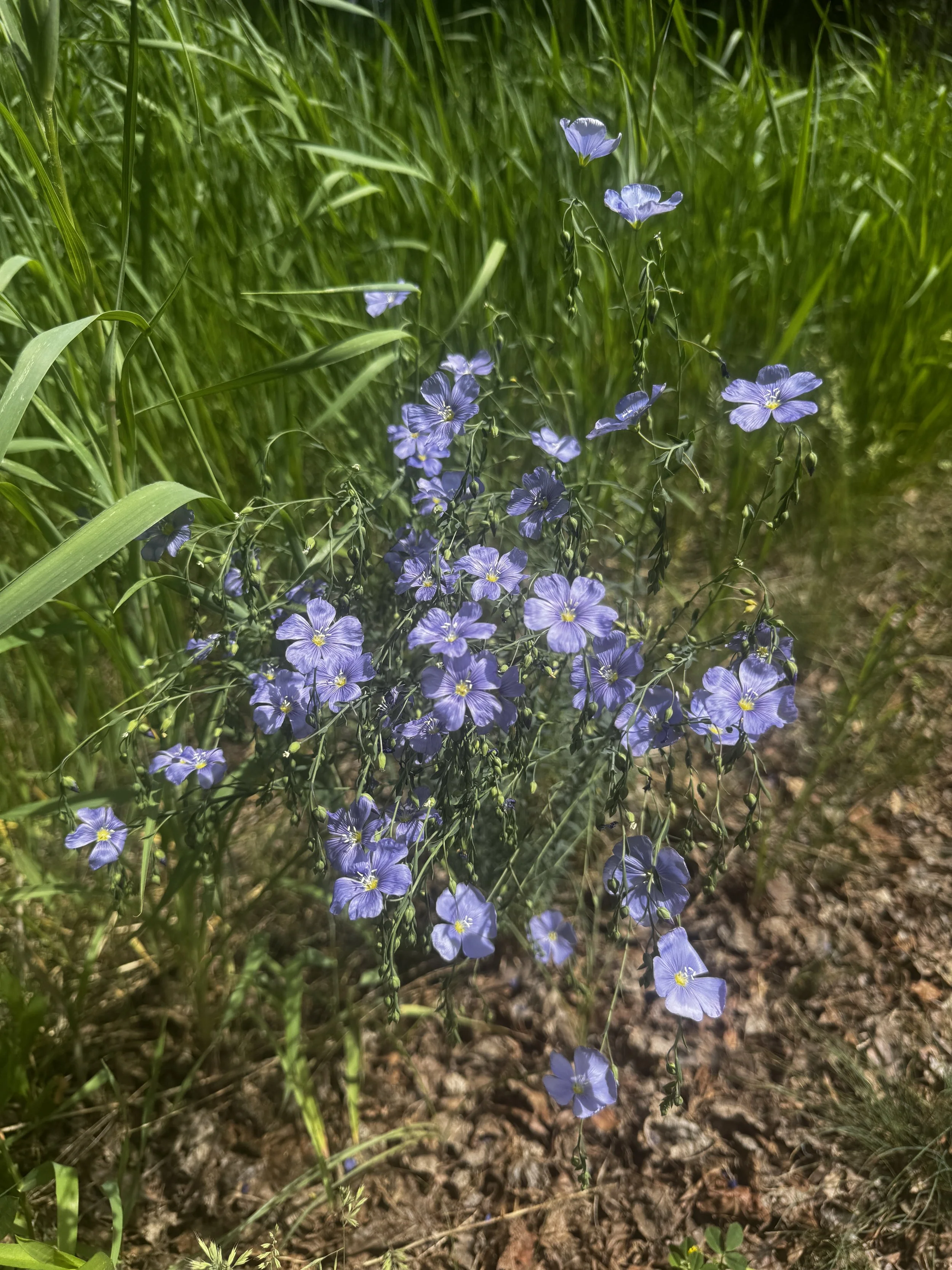 Purple wildflowers growing amidst green grass and soil in sunlight.