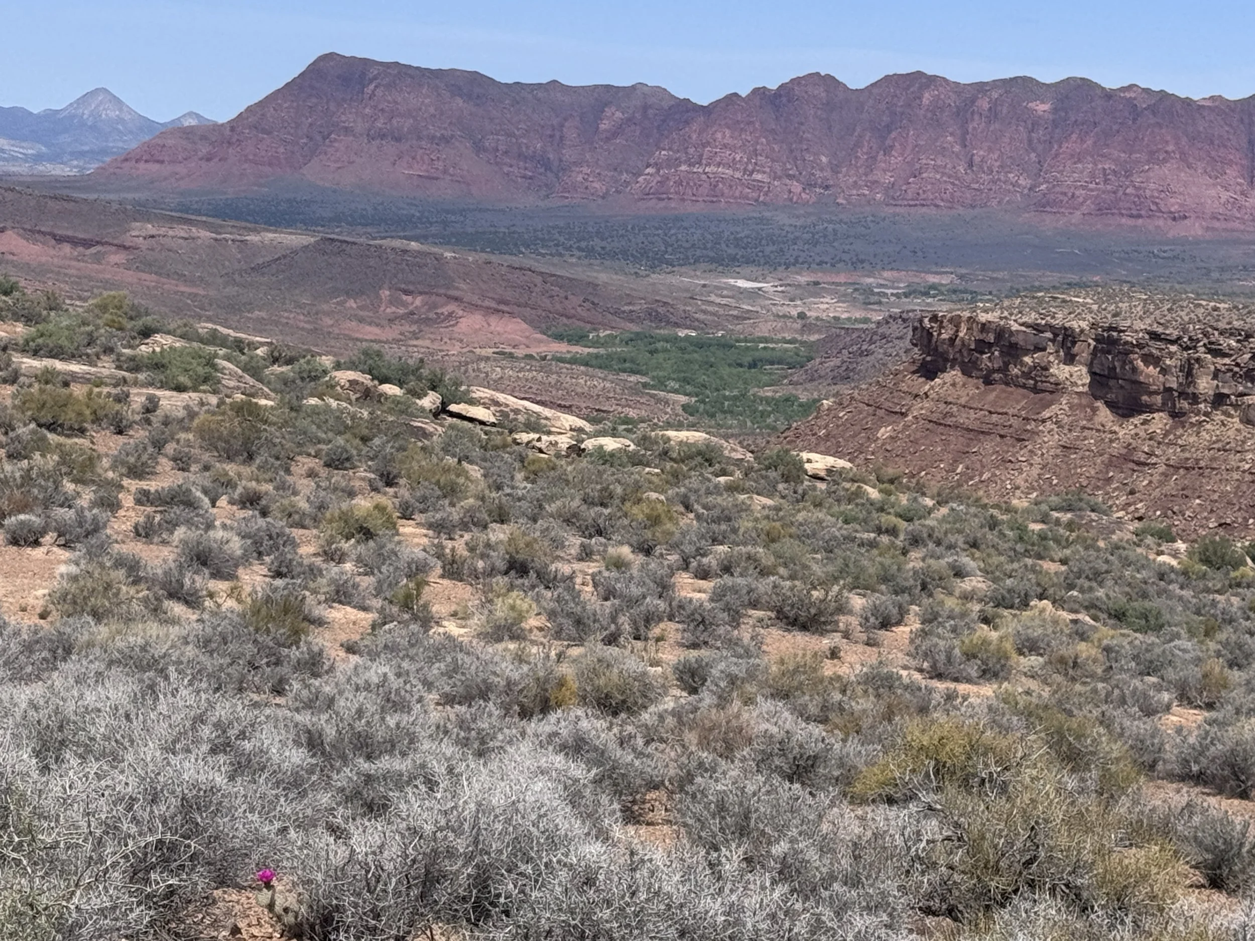 Desert landscape with sagebrush and red cliffs in background