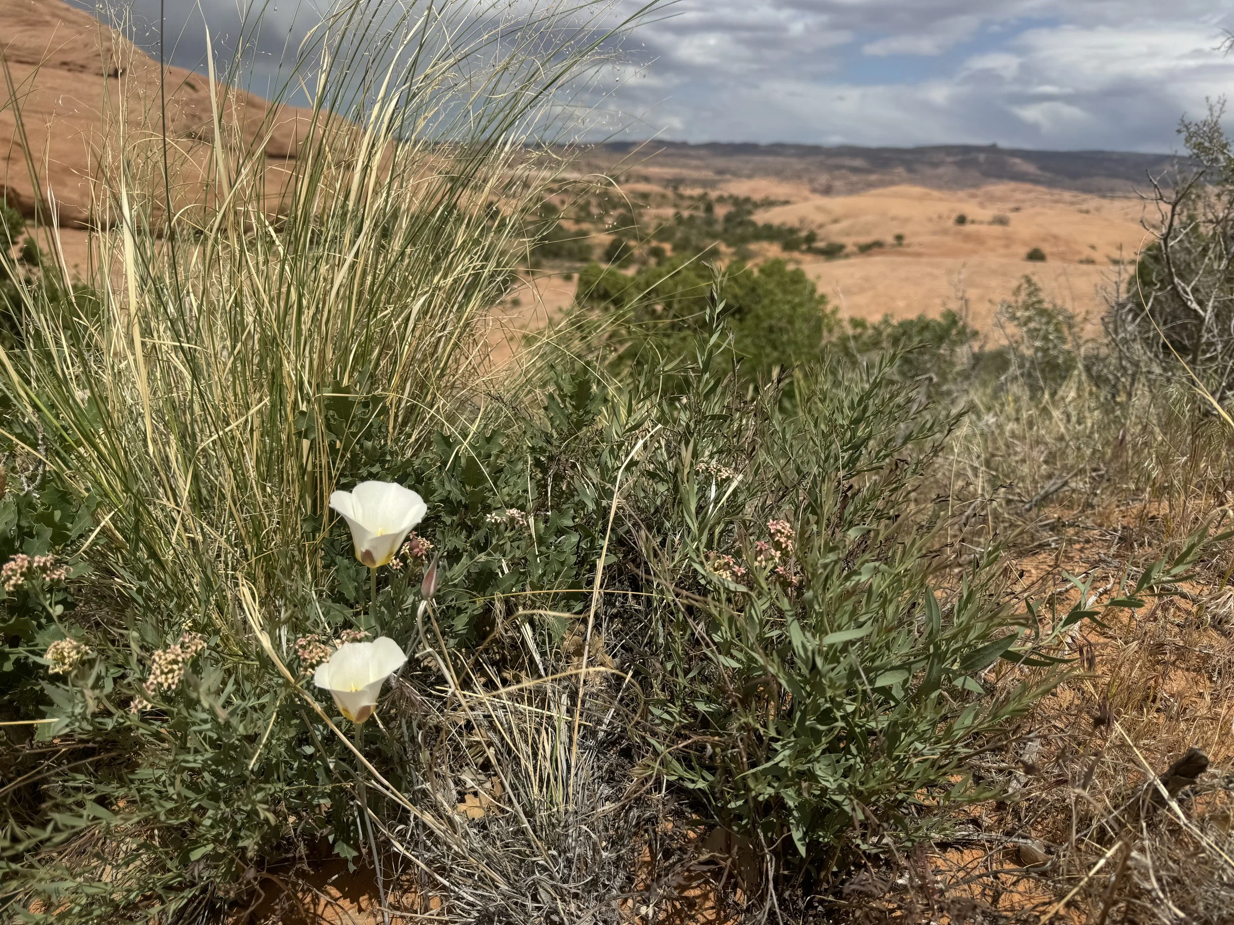 A desert landscape with dry, reddish hills in the background and green desert plants and white flowers in the foreground.