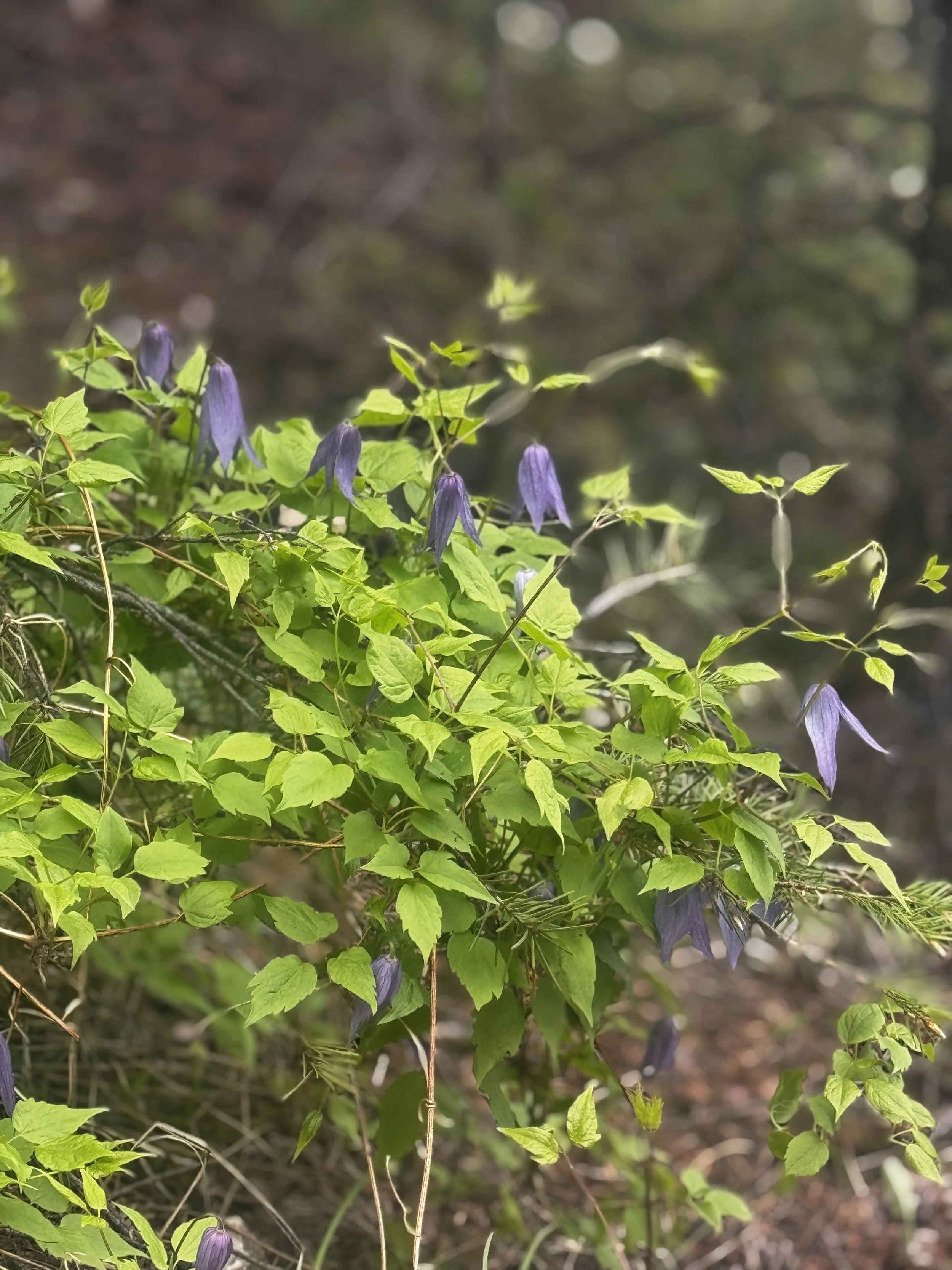 A close-up view of purple flowers and green leaves on a plant, with a blurred background of forest or woodland.