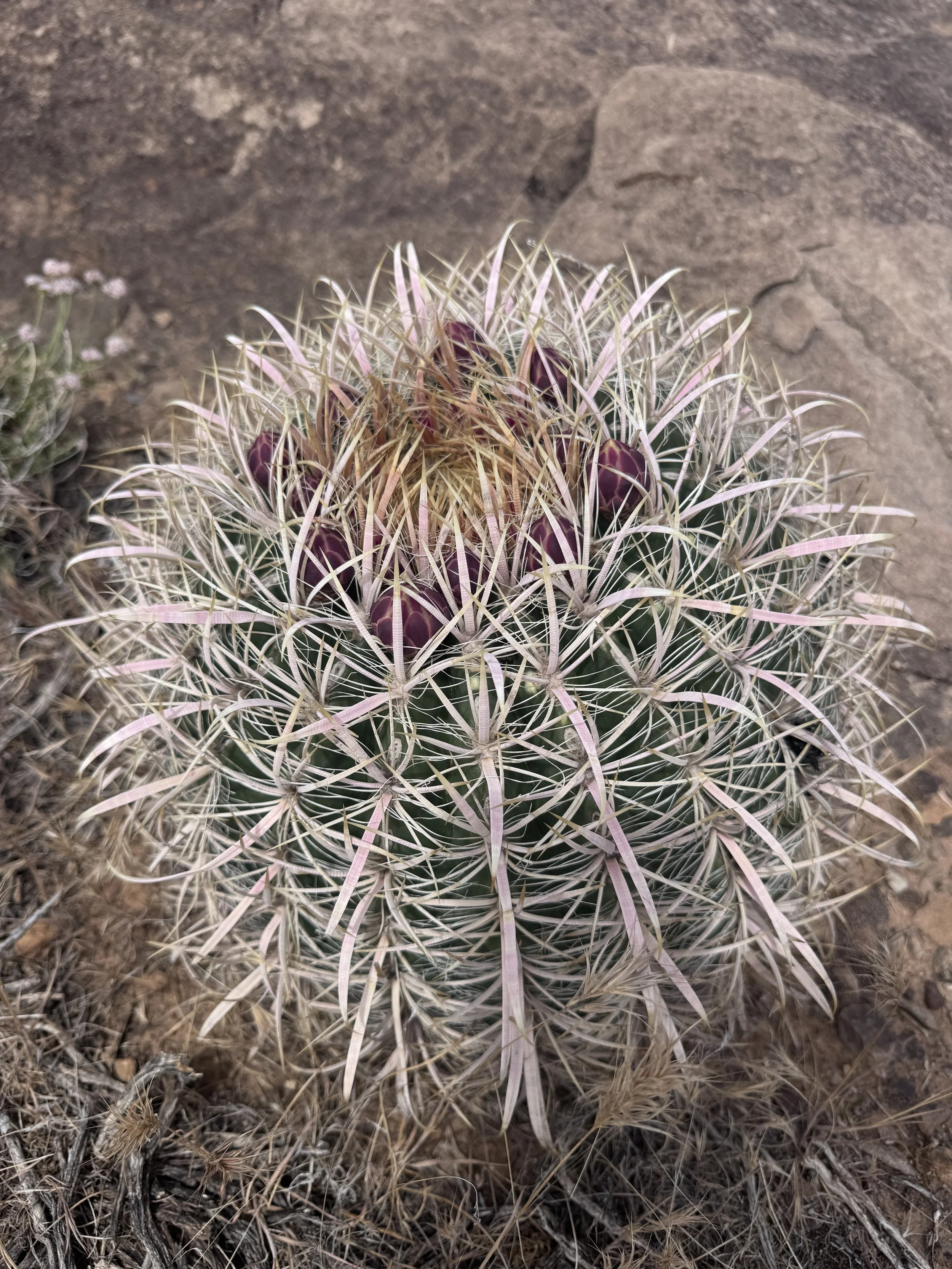Close-up of a round, spiny cactus with purple buds and long, sharp, white spines. The cactus is situated in dry, desert soil.