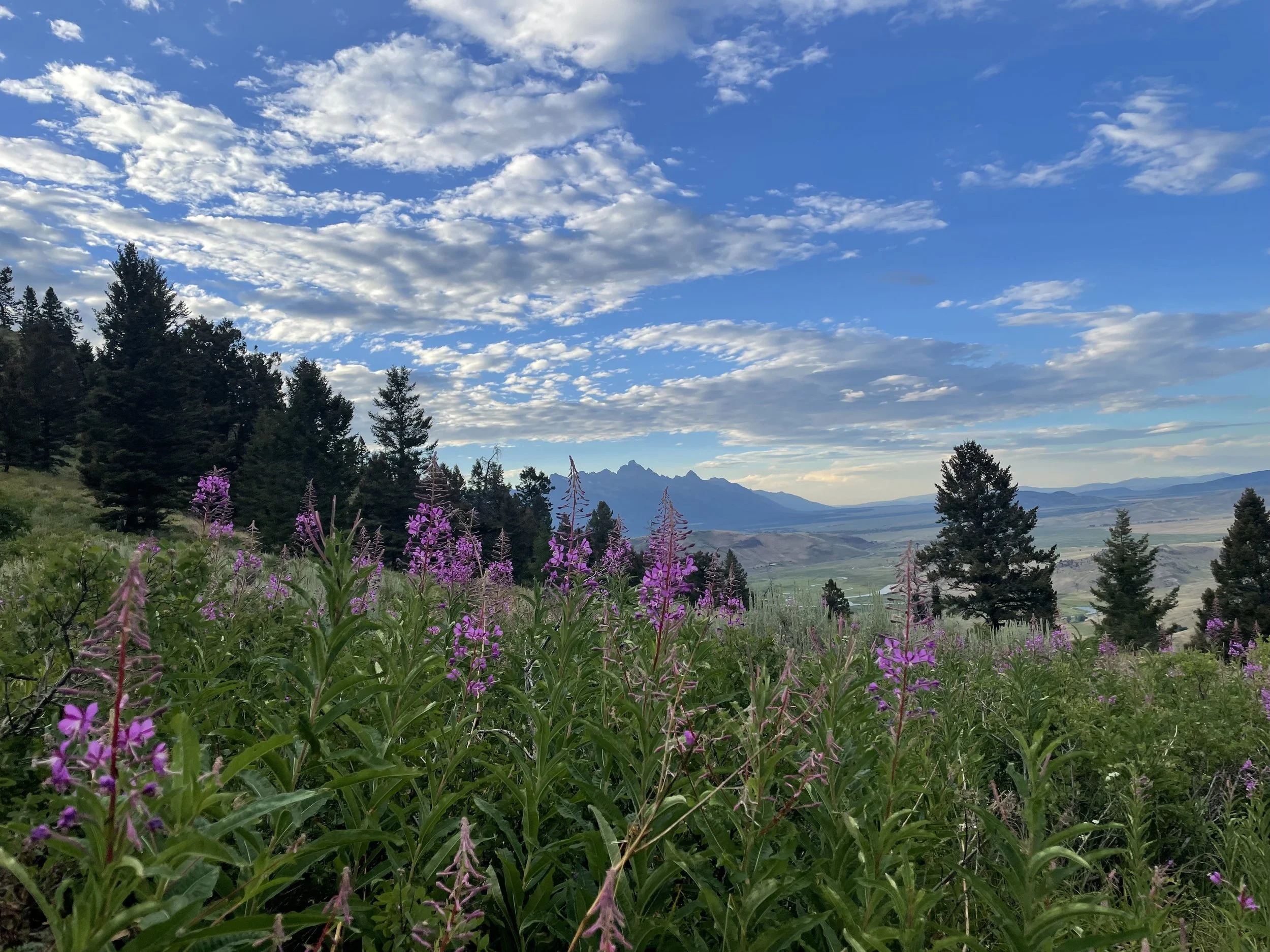 A landscape view showing purple wildflowers in the foreground, a forest of evergreen trees, and mountains with a partly cloudy blue sky above.