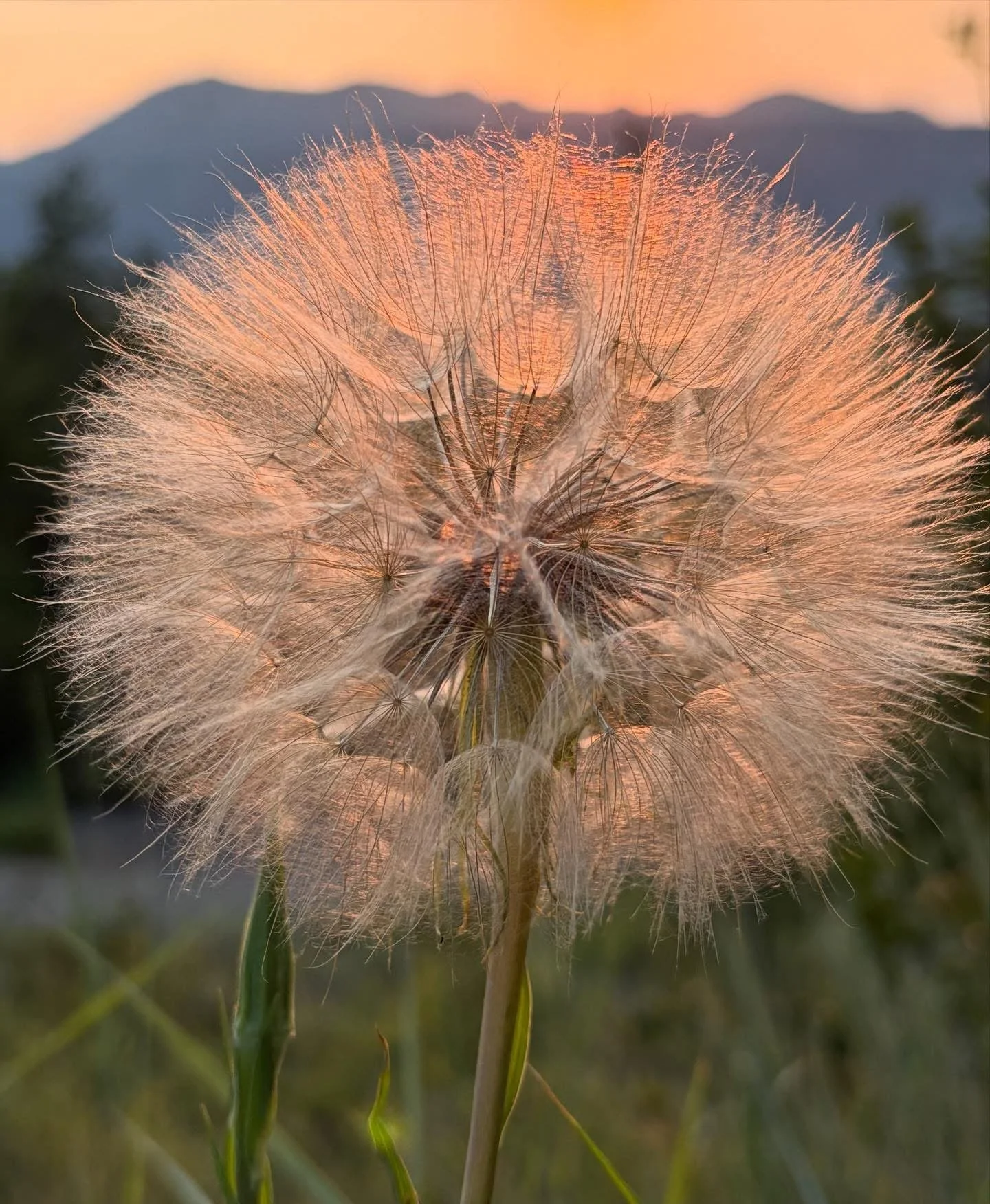 Close-up of a dandelion seed head at sunset with mountains in the background.
