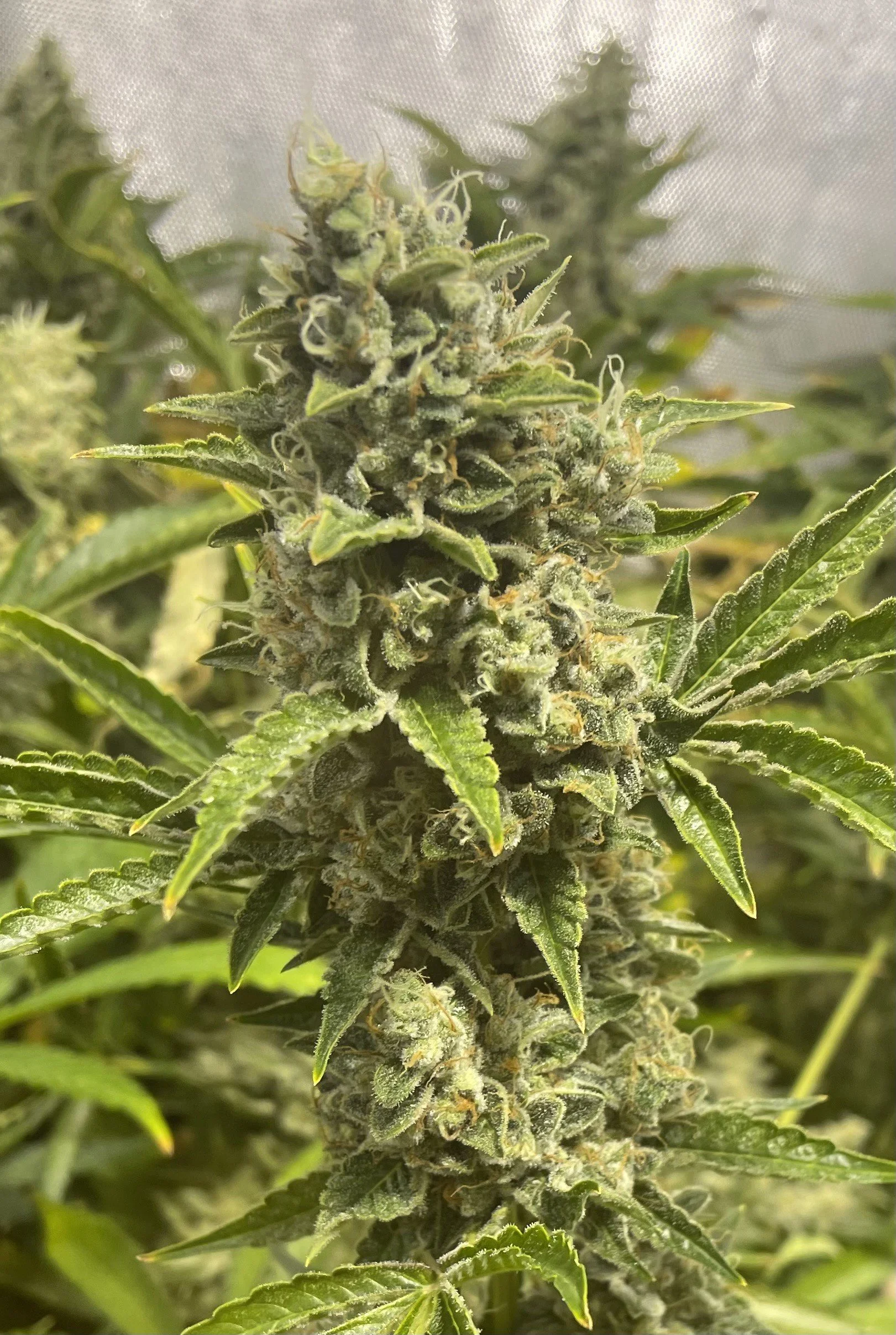 Close-up of a flowering cannabis plant with dense buds covered in trichomes and jagged leaves.