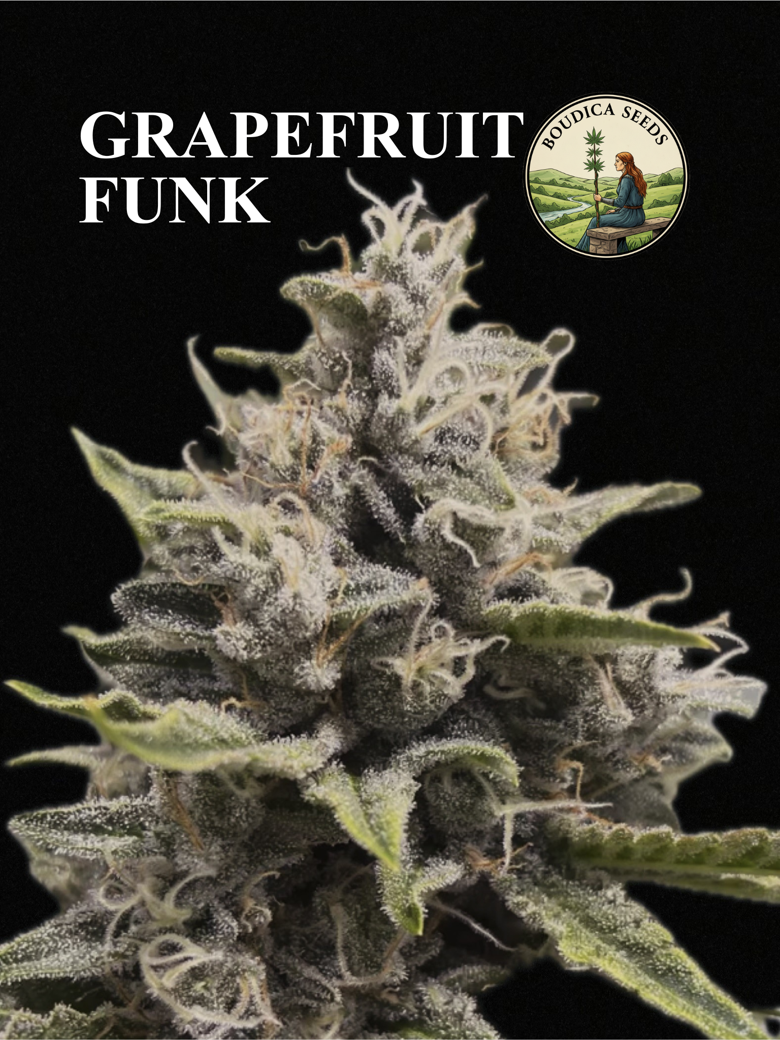 GRAPEFRUIT FUNK