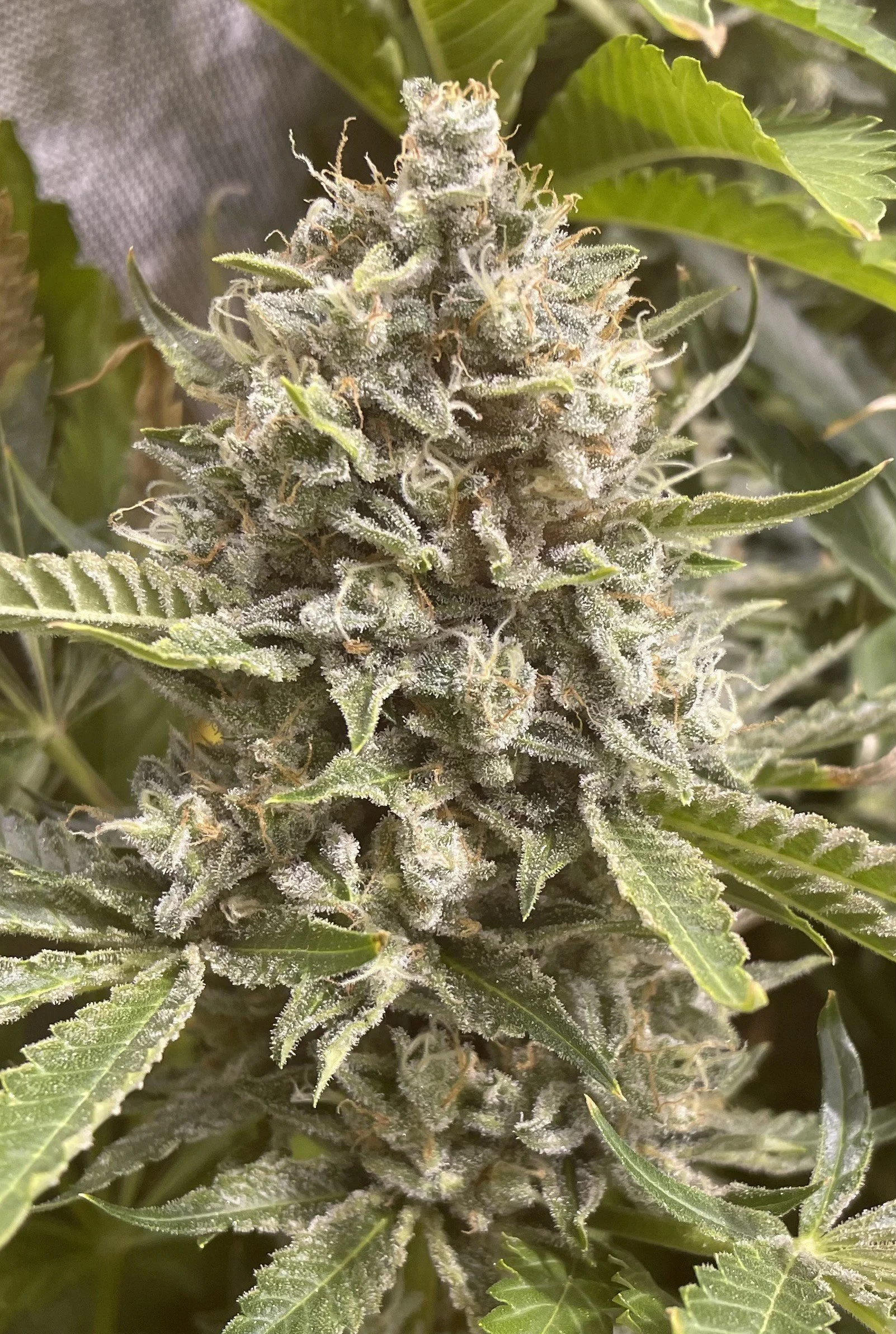 Close-up of a flowering cannabis plant with frosty trichomes and green leaves.