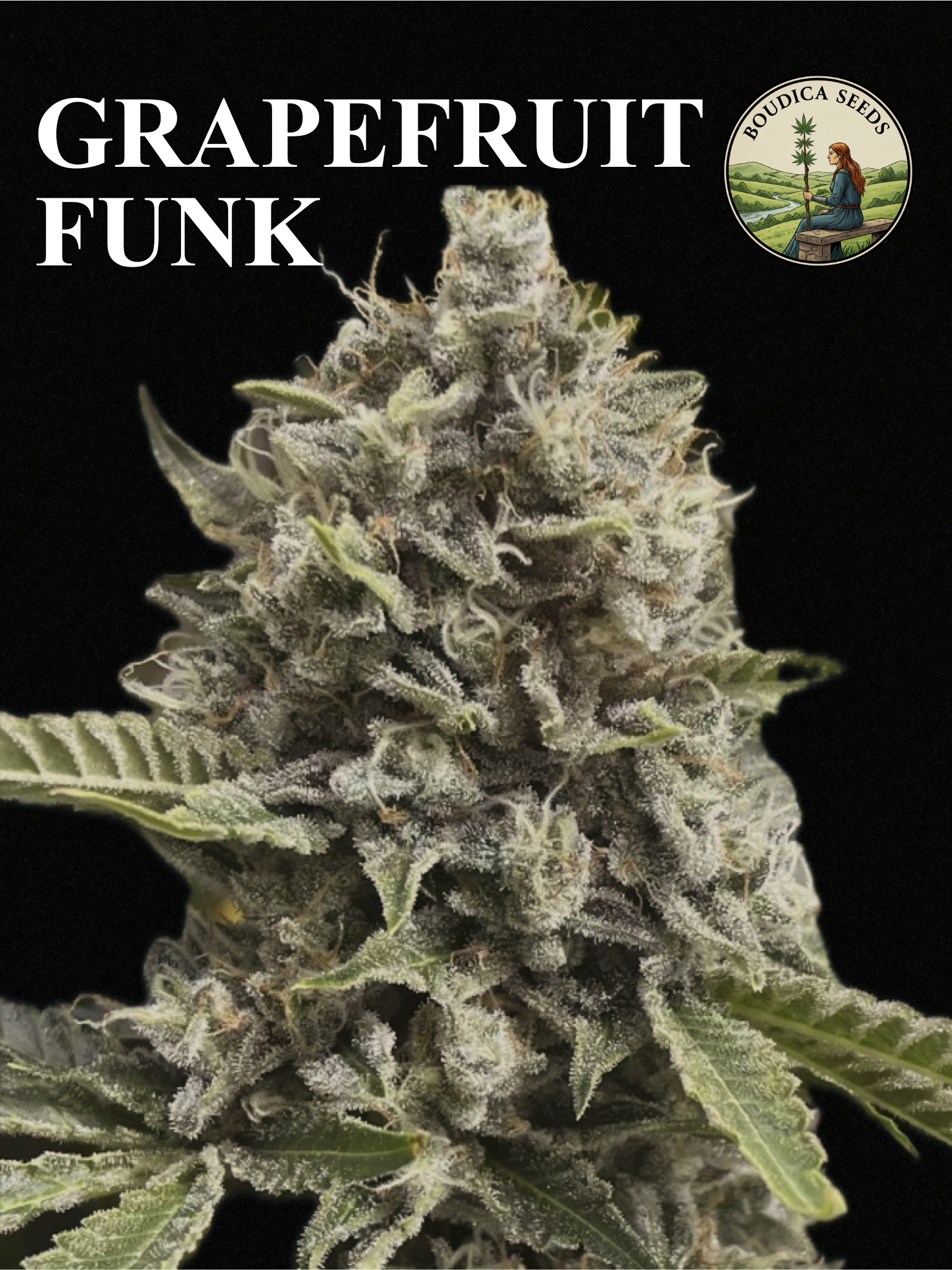 Close-up of a cannabis flower covered in trichomes with leaves in the background, on a black backdrop. Text reads "Grapefruit Funk" with a circular logo from Boudica Seeds showing a woman sitting in a field with a cannabis plant.