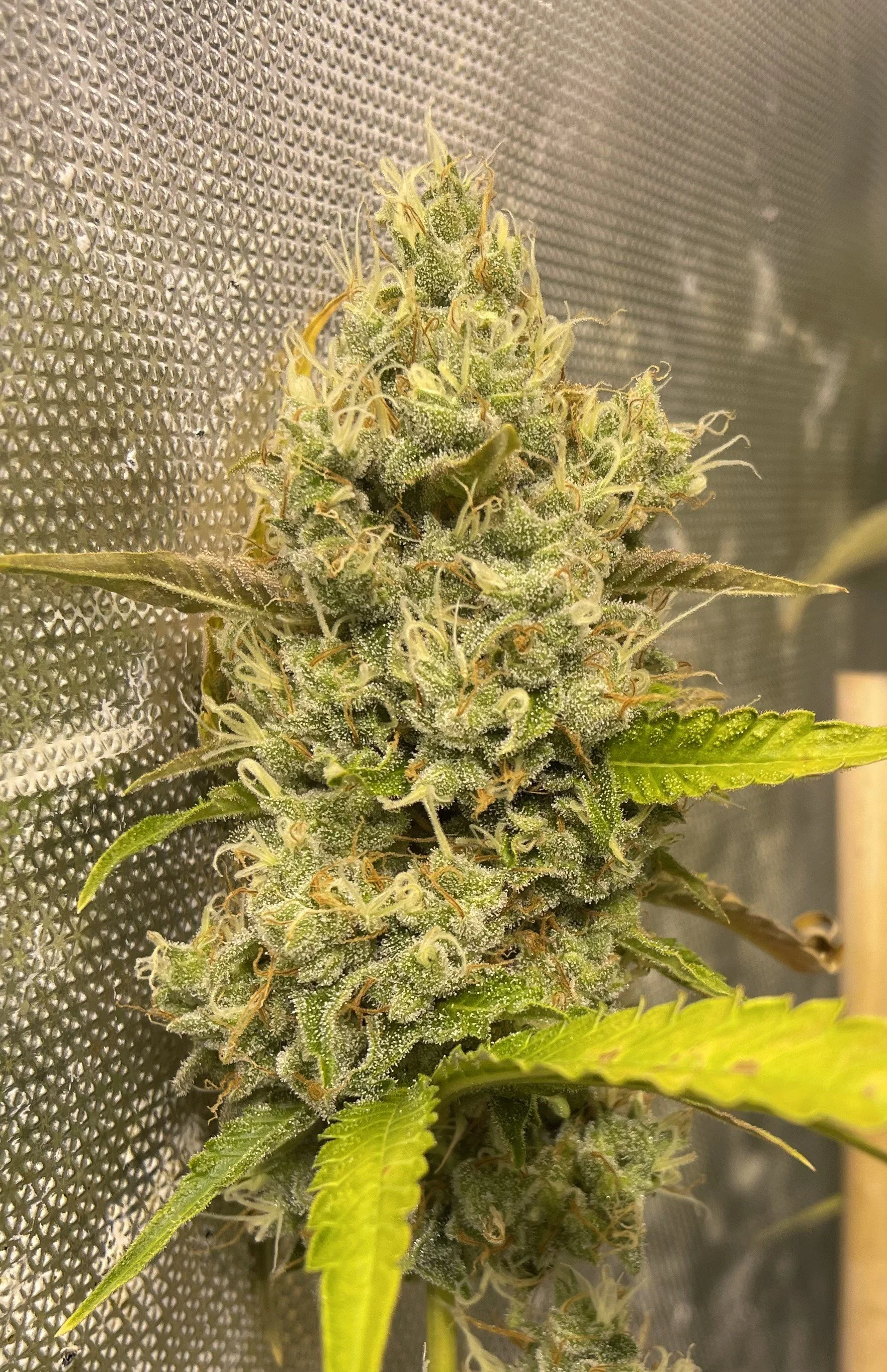 Close-up of a flowering cannabis plant with dense clusters of buds covered in trichomes, yellowish pistils, and green leaves.