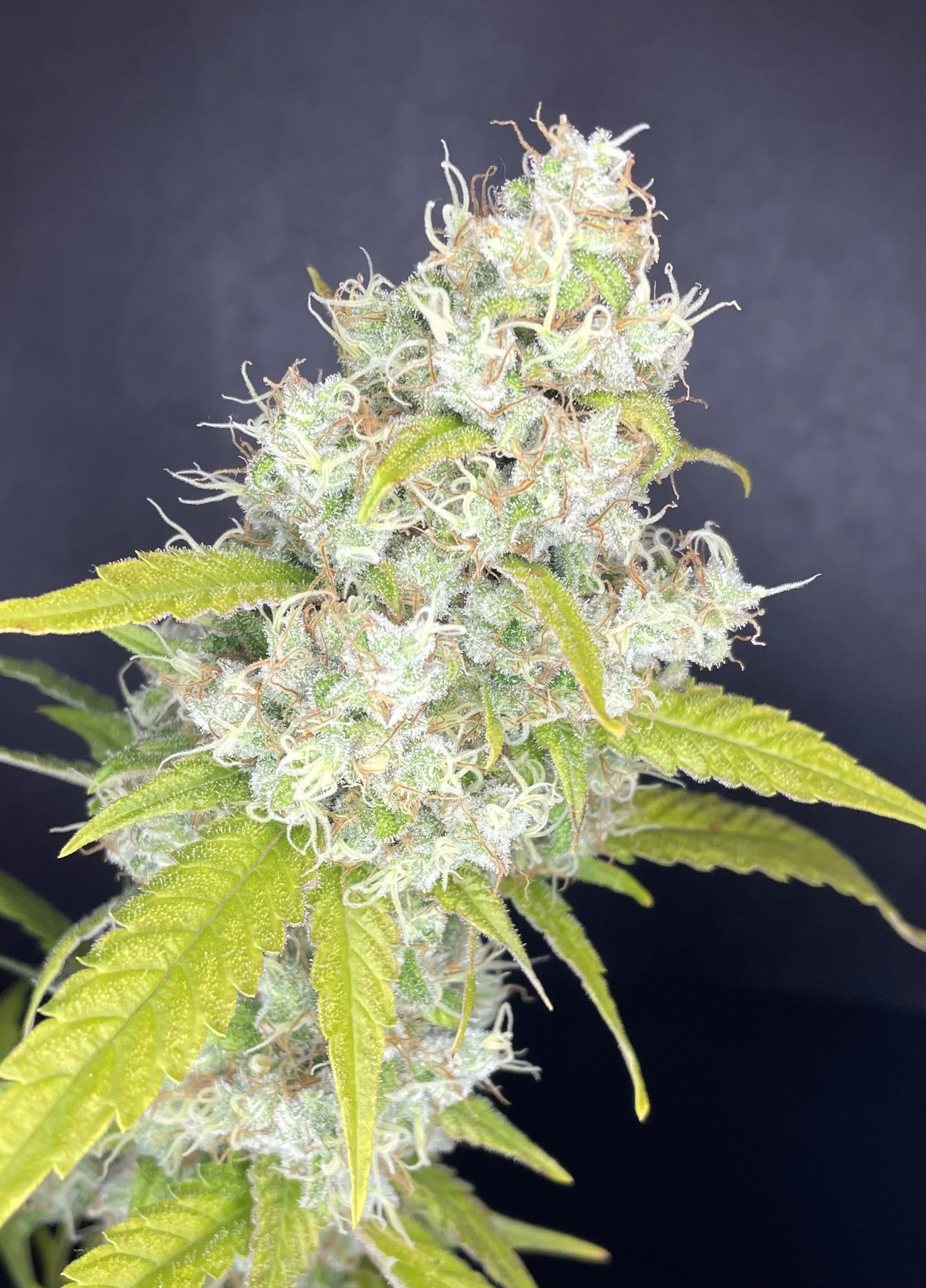 Close-up of a flowering cannabis plant with green leaves, white trichomes, and orange pistils against a black background.